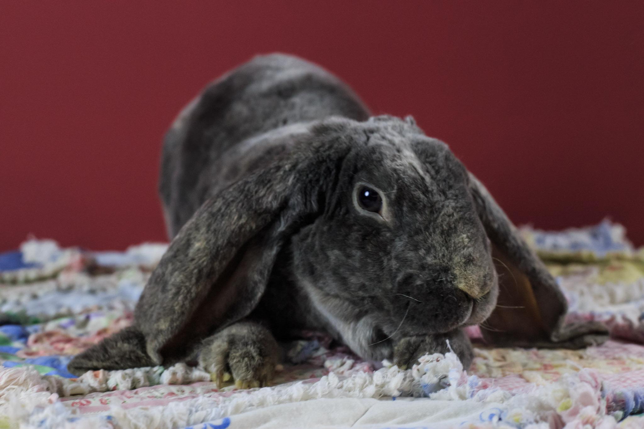 Velveteen English Lop, ADOPTABLE, Senior Male English Lop.