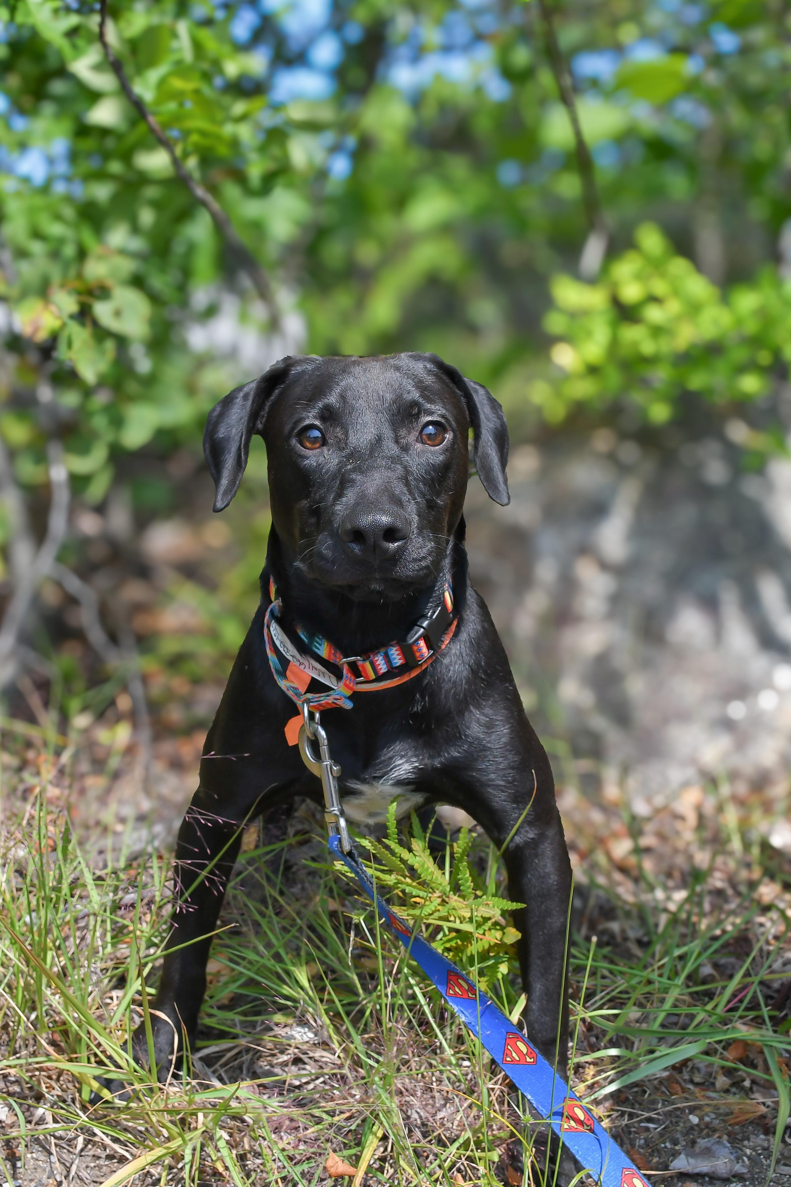 Duvall in NH! Come Meet our Adoptable Dogs Wednesday-Saturday. More info in Bio!