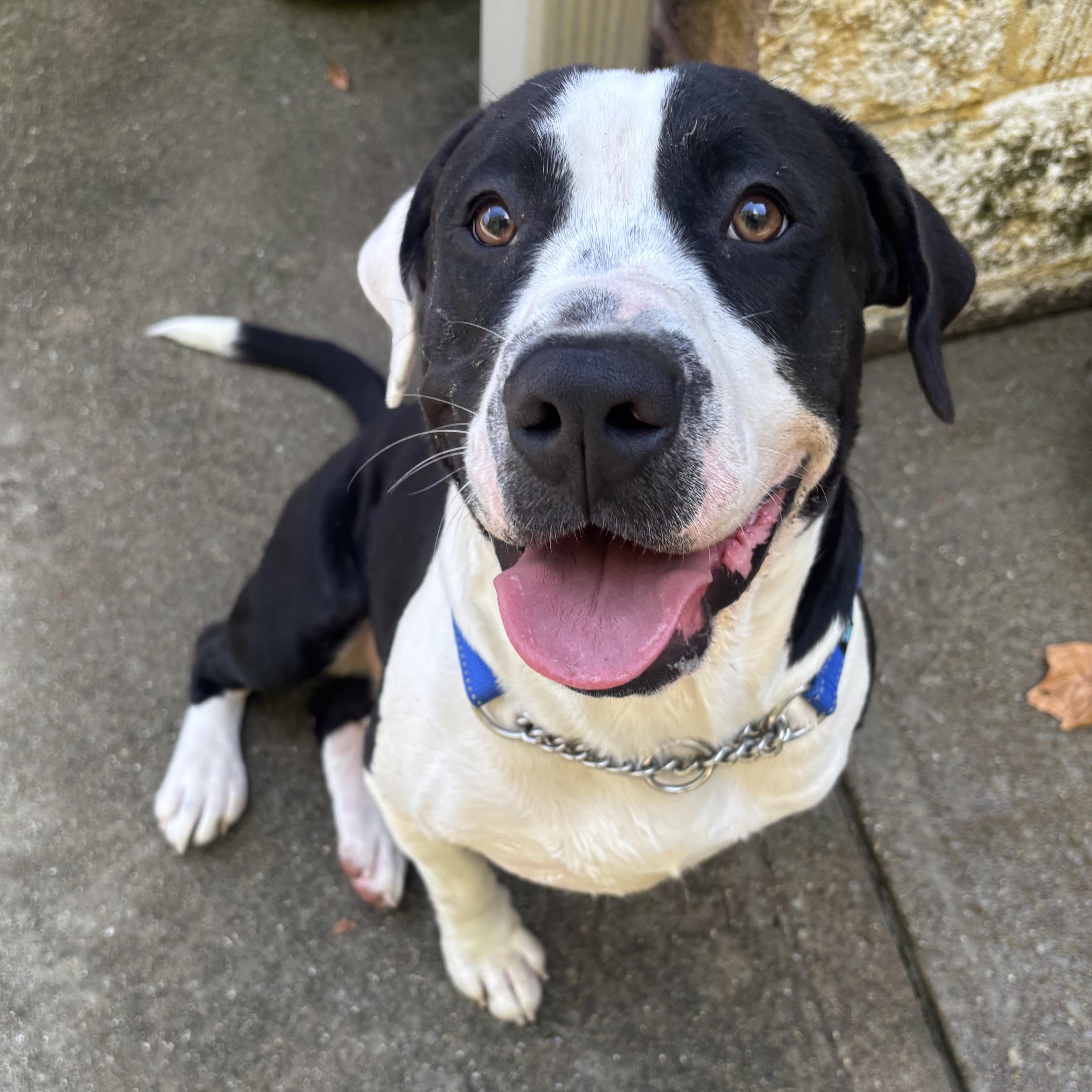 Enlarge Ashby, a Adoptable mixed breed in Waynesburg, PA image 1/6