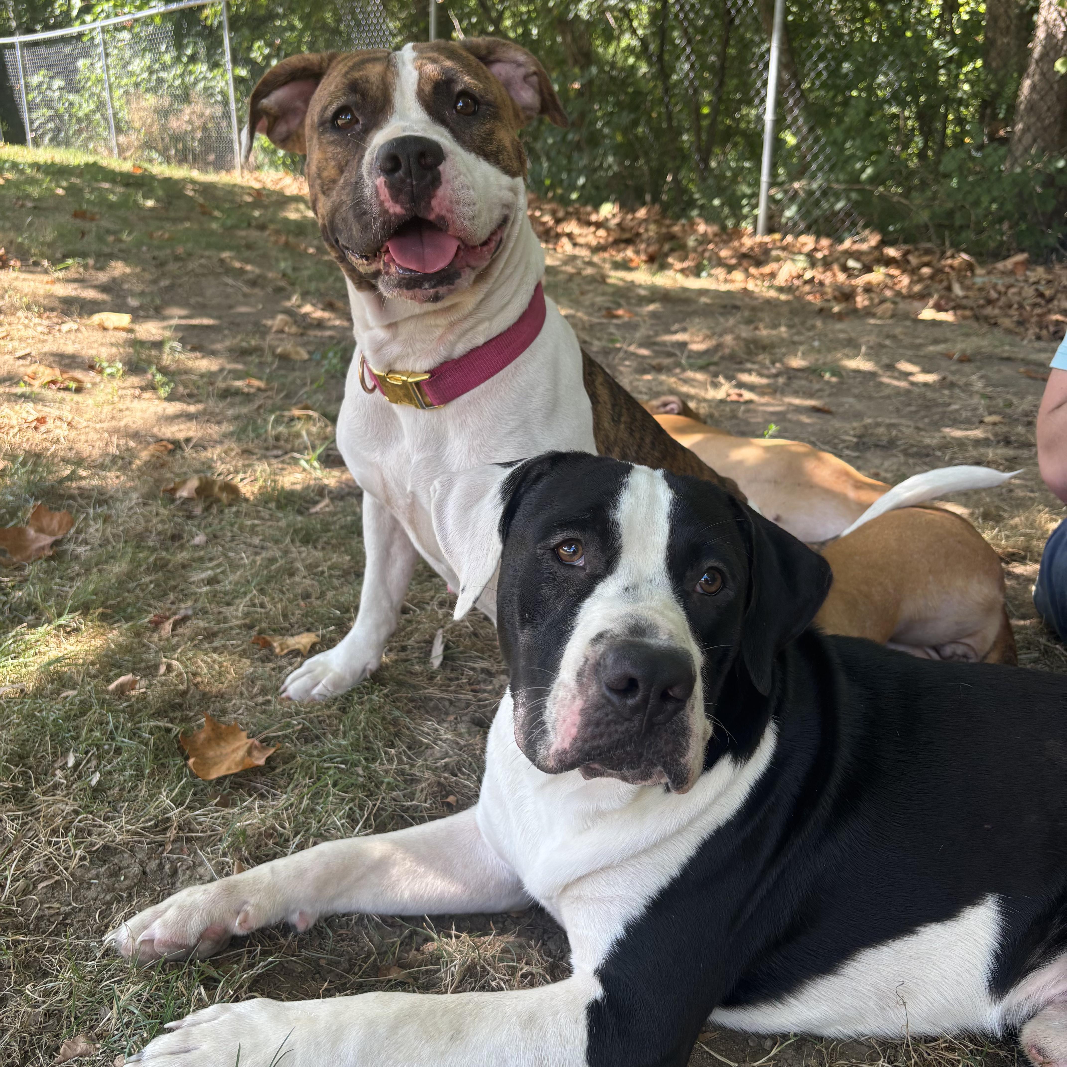 Enlarge Ashby, a Adoptable mixed breed in Waynesburg, PA image 4/6