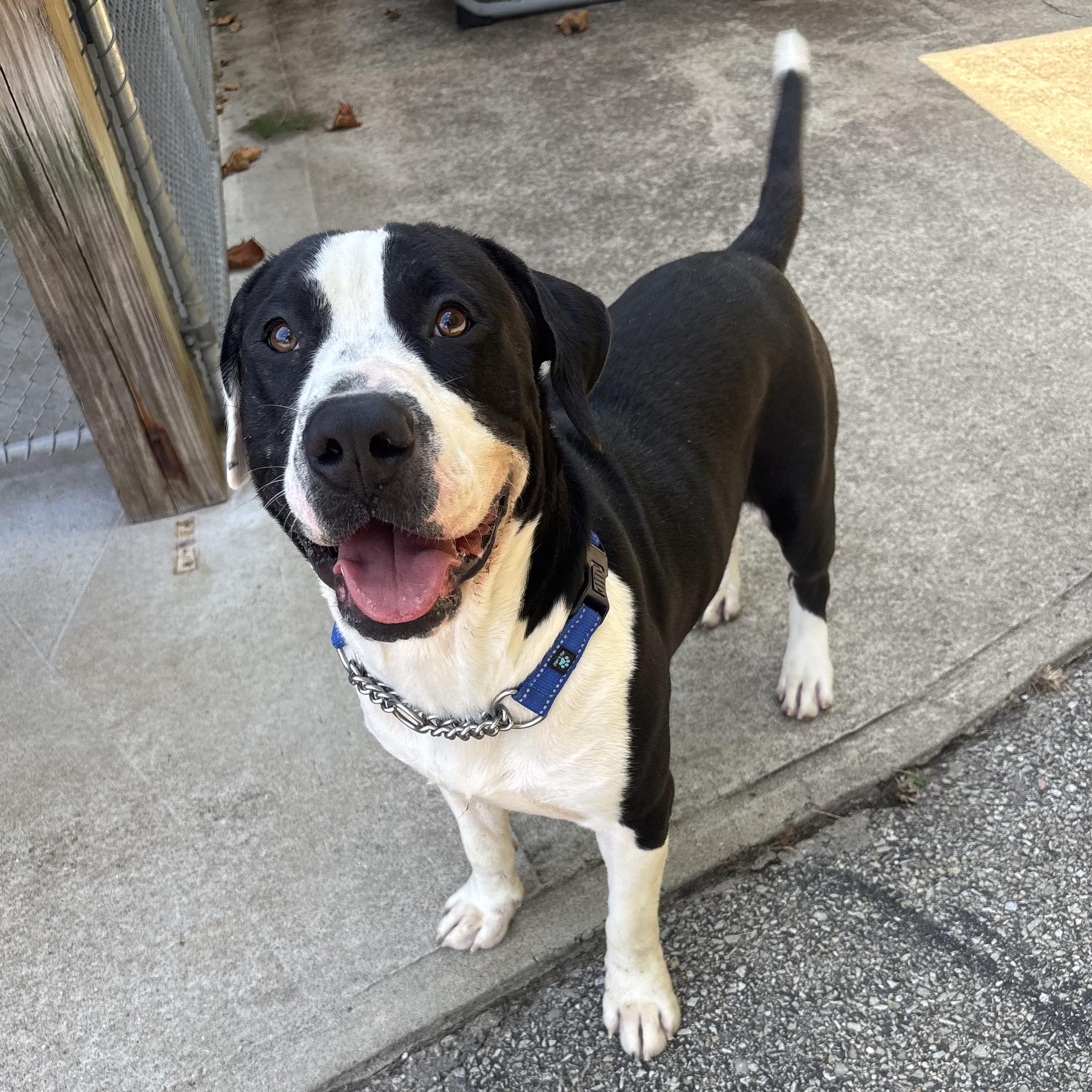 Enlarge Ashby, a Adoptable mixed breed in Waynesburg, PA image 2/6