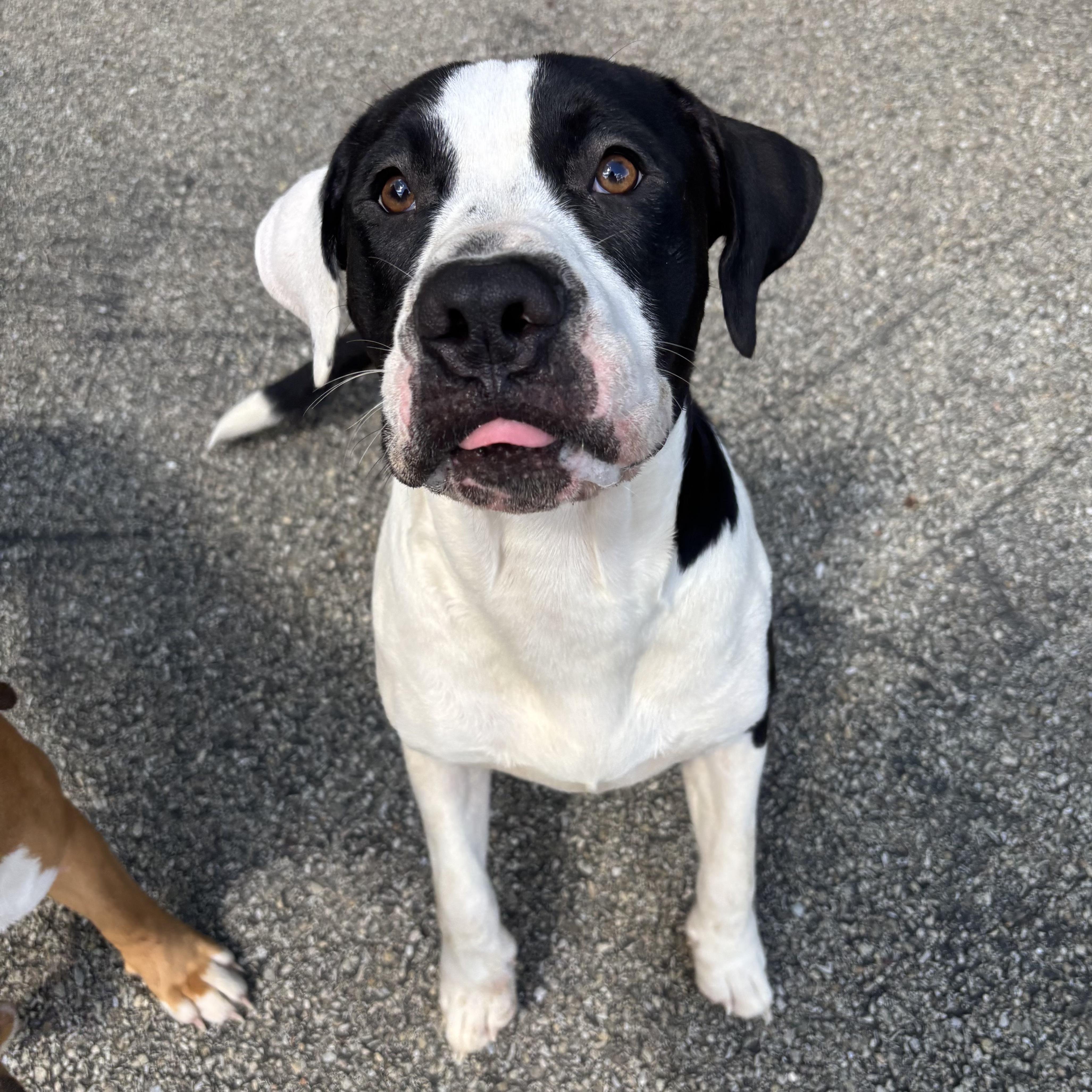 Enlarge Ashby, a Adoptable mixed breed in Waynesburg, PA image 5/6
