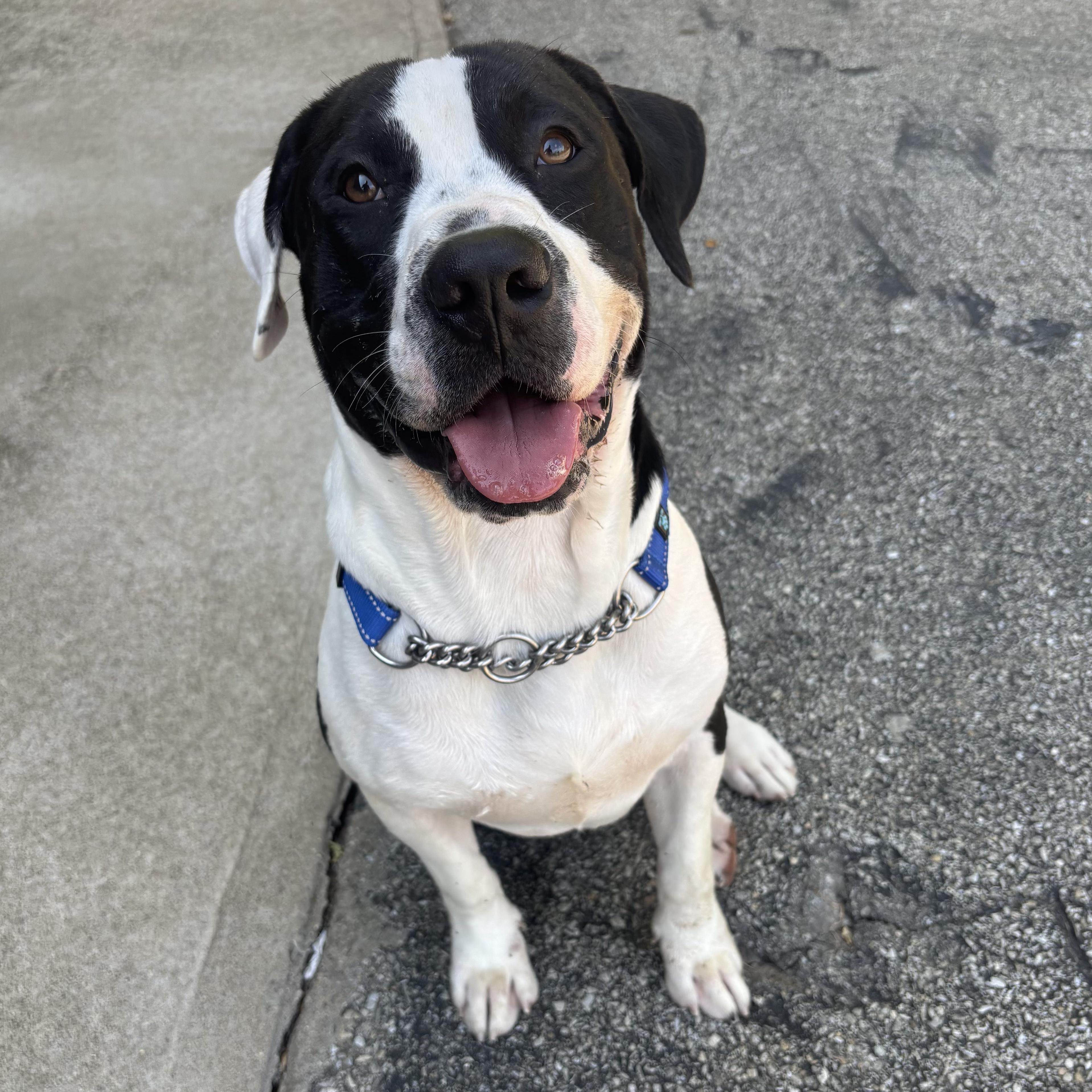 Enlarge Ashby, a Adoptable mixed breed in Waynesburg, PA image 3/6