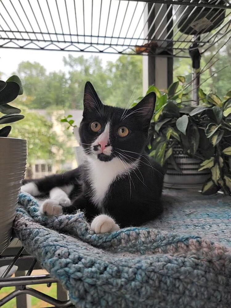 Rosemarie (kitten), a Adoptable Domestic Short Hair in Cary, NC image 1/3