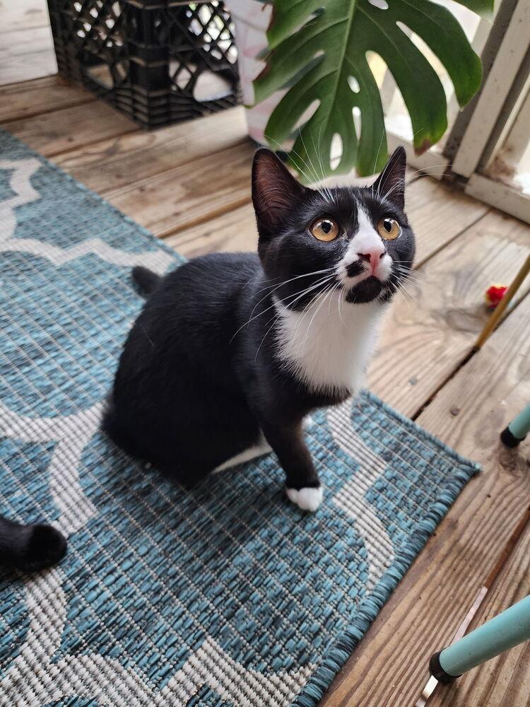 Enlarge Rosemarie (no other cats), a Adopted Domestic Short Hair in Cary, NC image 2/3