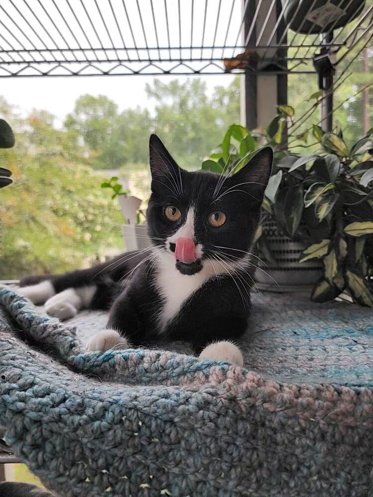 Rosemarie (kitten), a Adoptable Domestic Short Hair in Cary, NC image 3/3