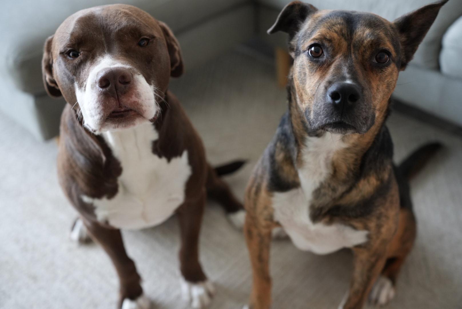 Talulah, a ADOPTABLE mixed breed in Guelph, ON image 4/4