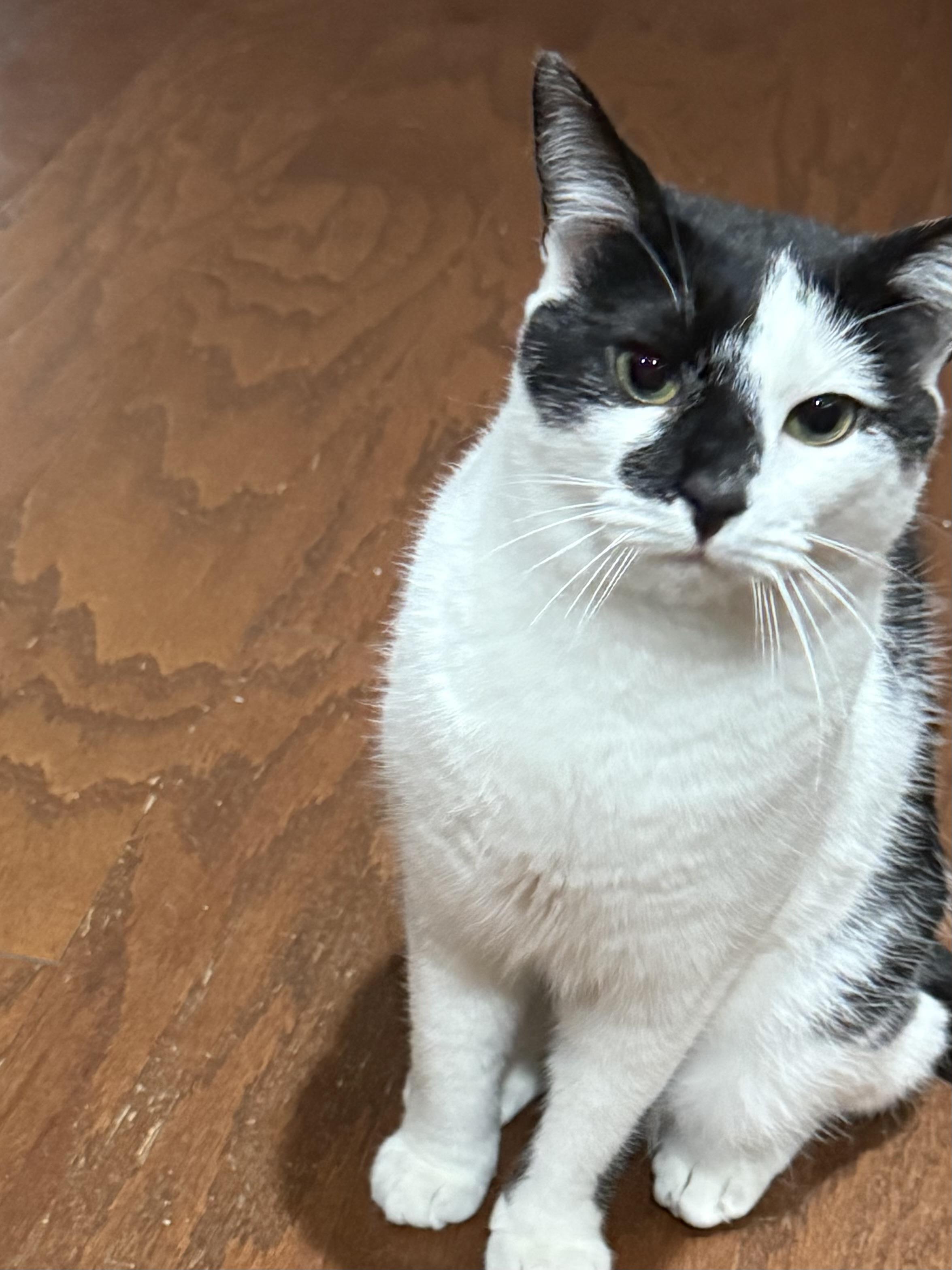 Domino, ADOPTABLE, Adult Male Domestic Short Hair.