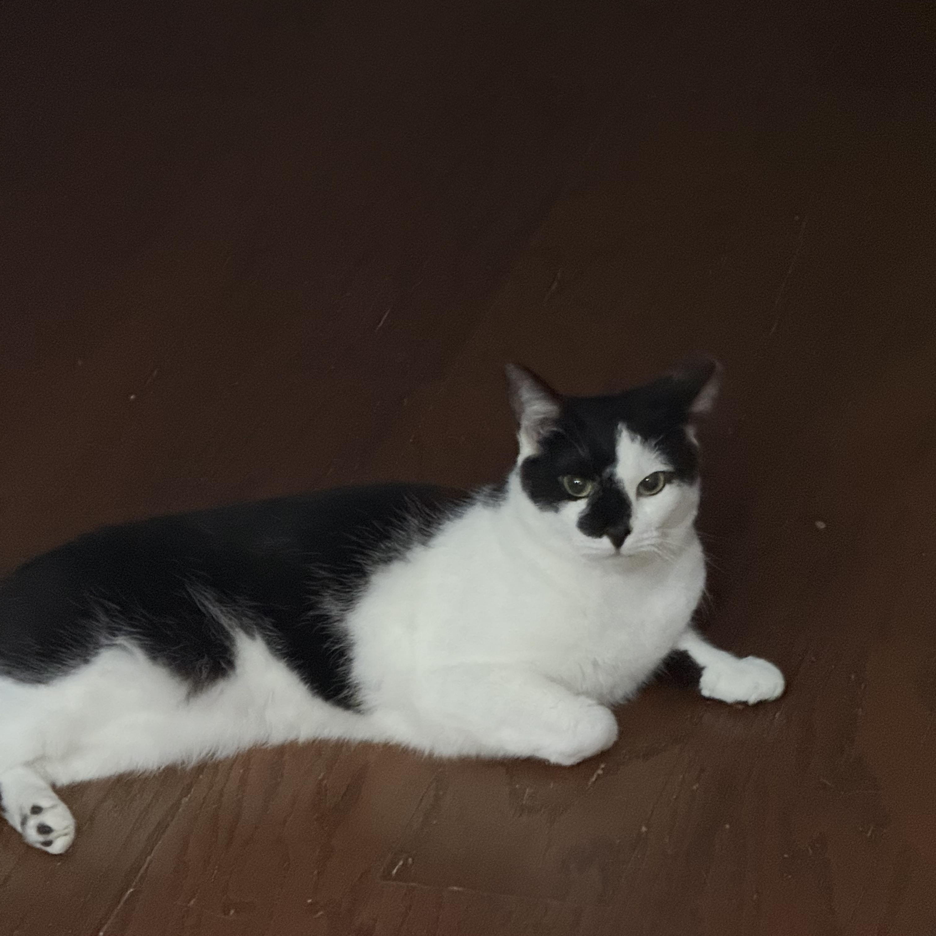 Domino, a ADOPTABLE Domestic Short Hair in Ruther Glen, VA image 2/2