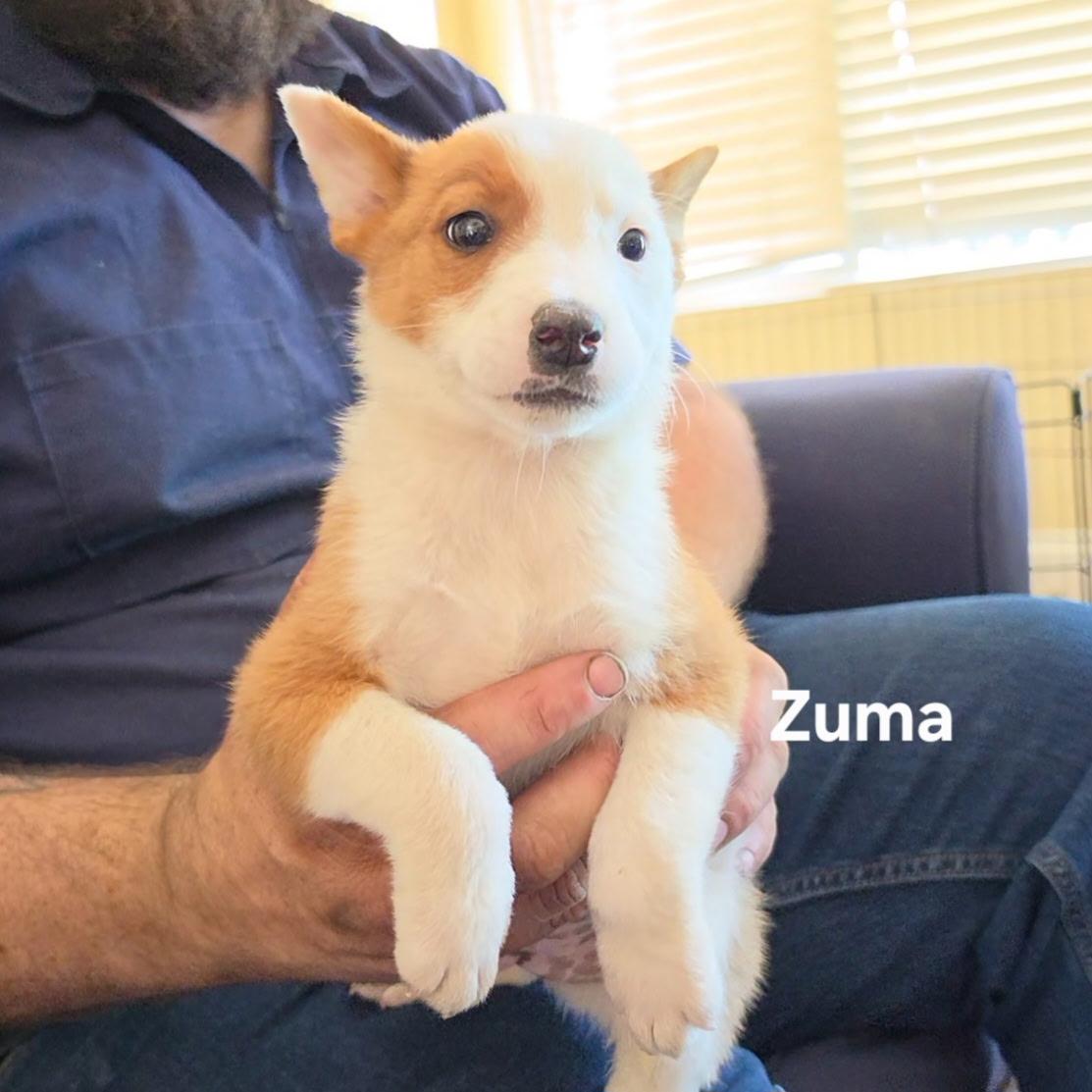Zuma, ADOPTABLE, Puppy Male Basenji & Australian Cattle Dog / Blue Heeler.
