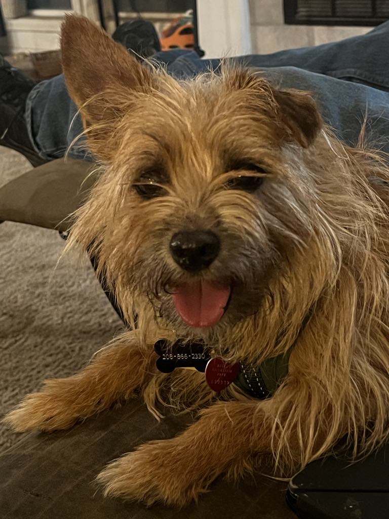 Ben, Adopted, Adult Male Terrier.