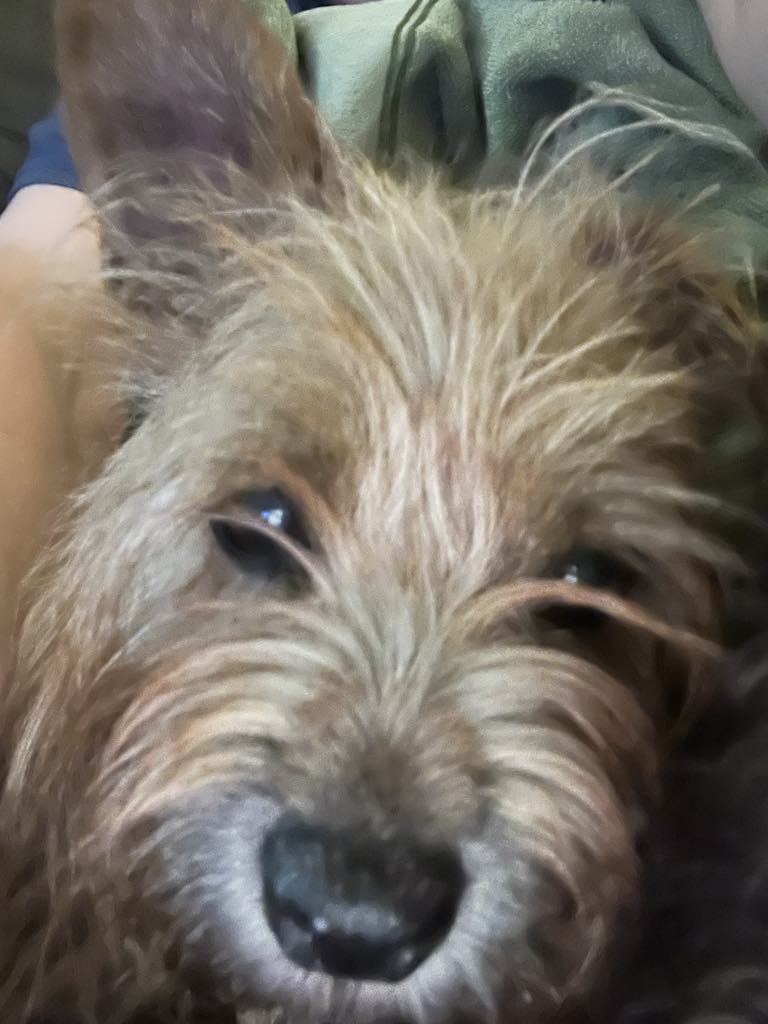 Enlarge Ben, a Adopted Terrier in Star, ID image 2/4