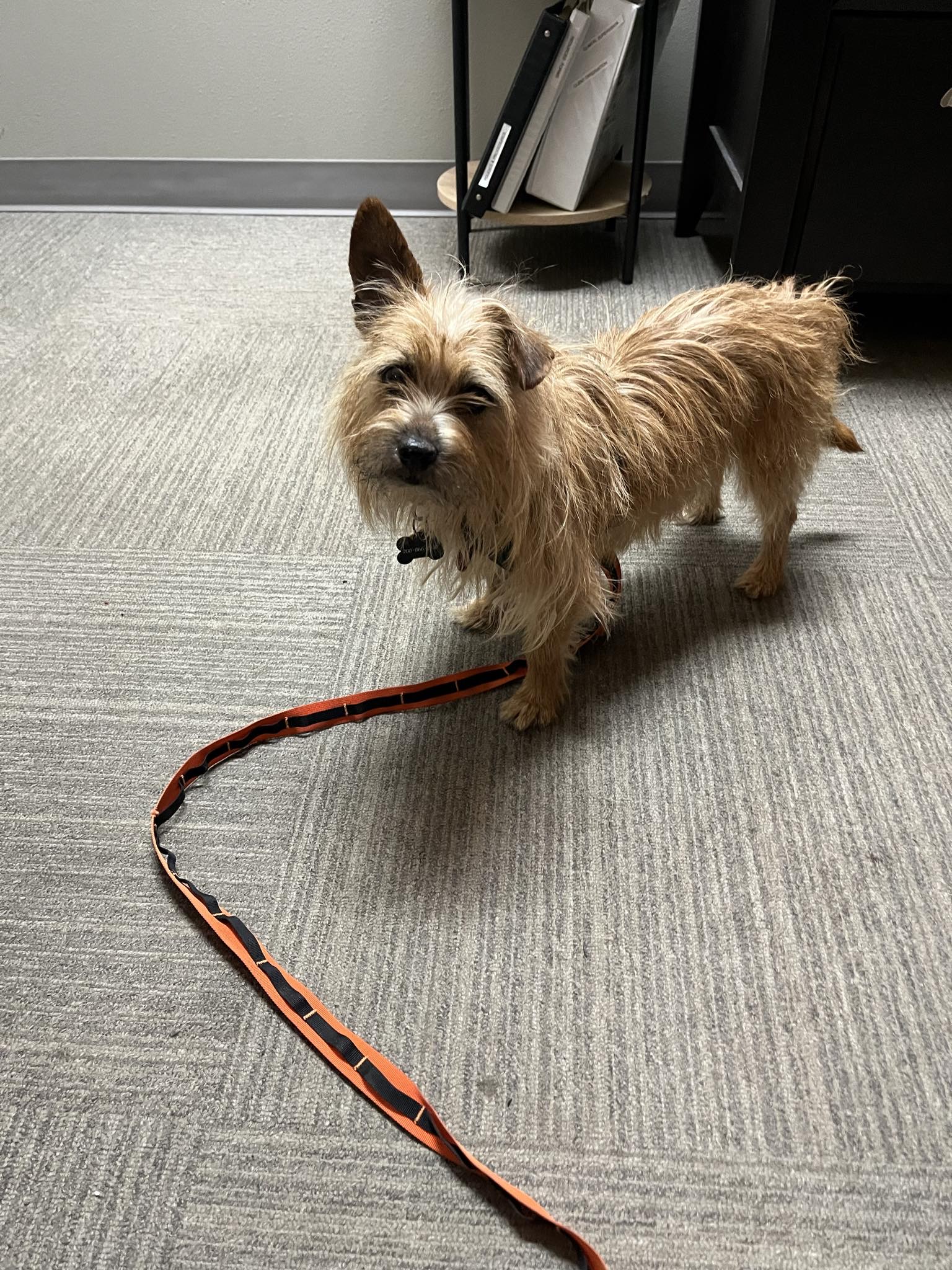 Enlarge Ben, a Adopted Terrier in Star, ID image 4/4
