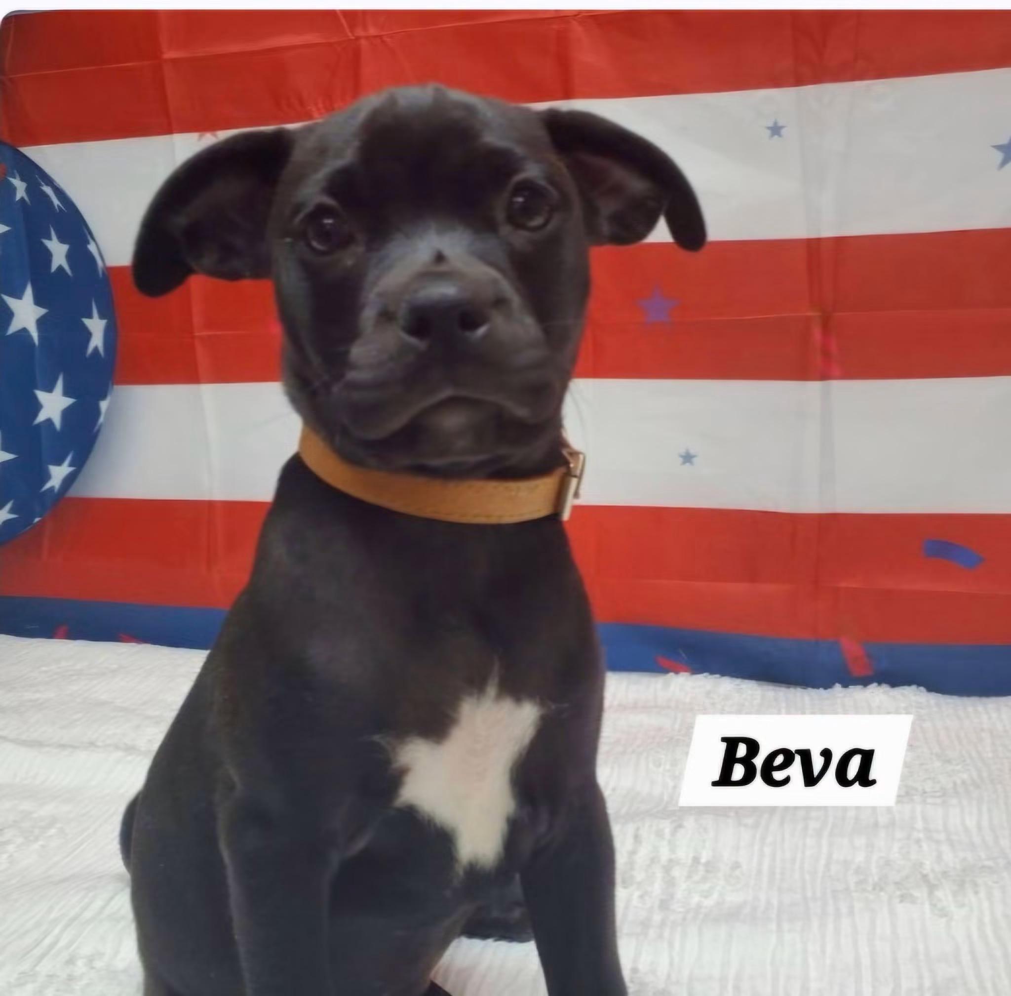 Beva, Adoptable, Puppy Female French Bulldog & Pug.