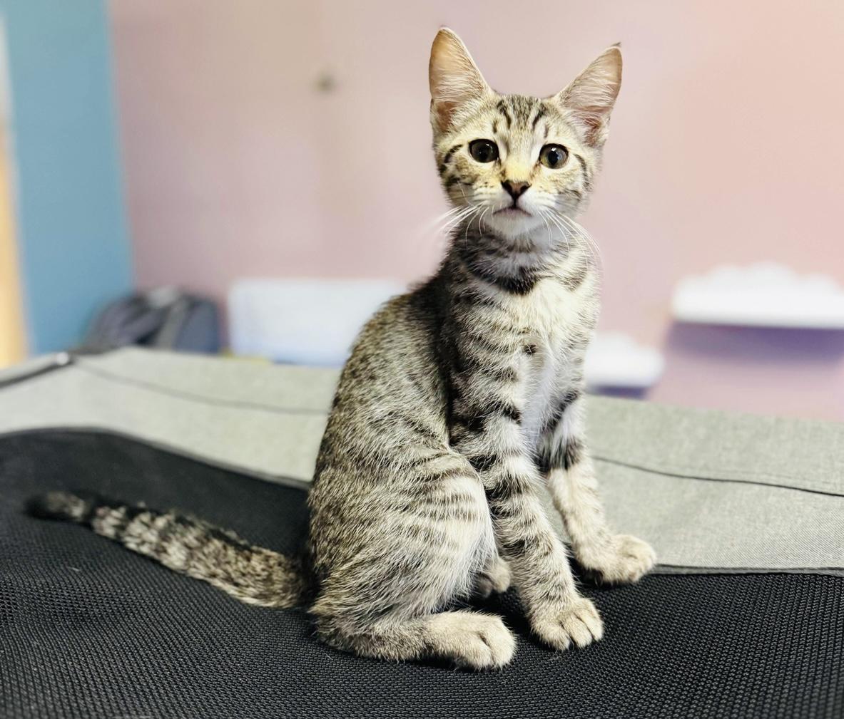 Squirrel — thumbnail 5