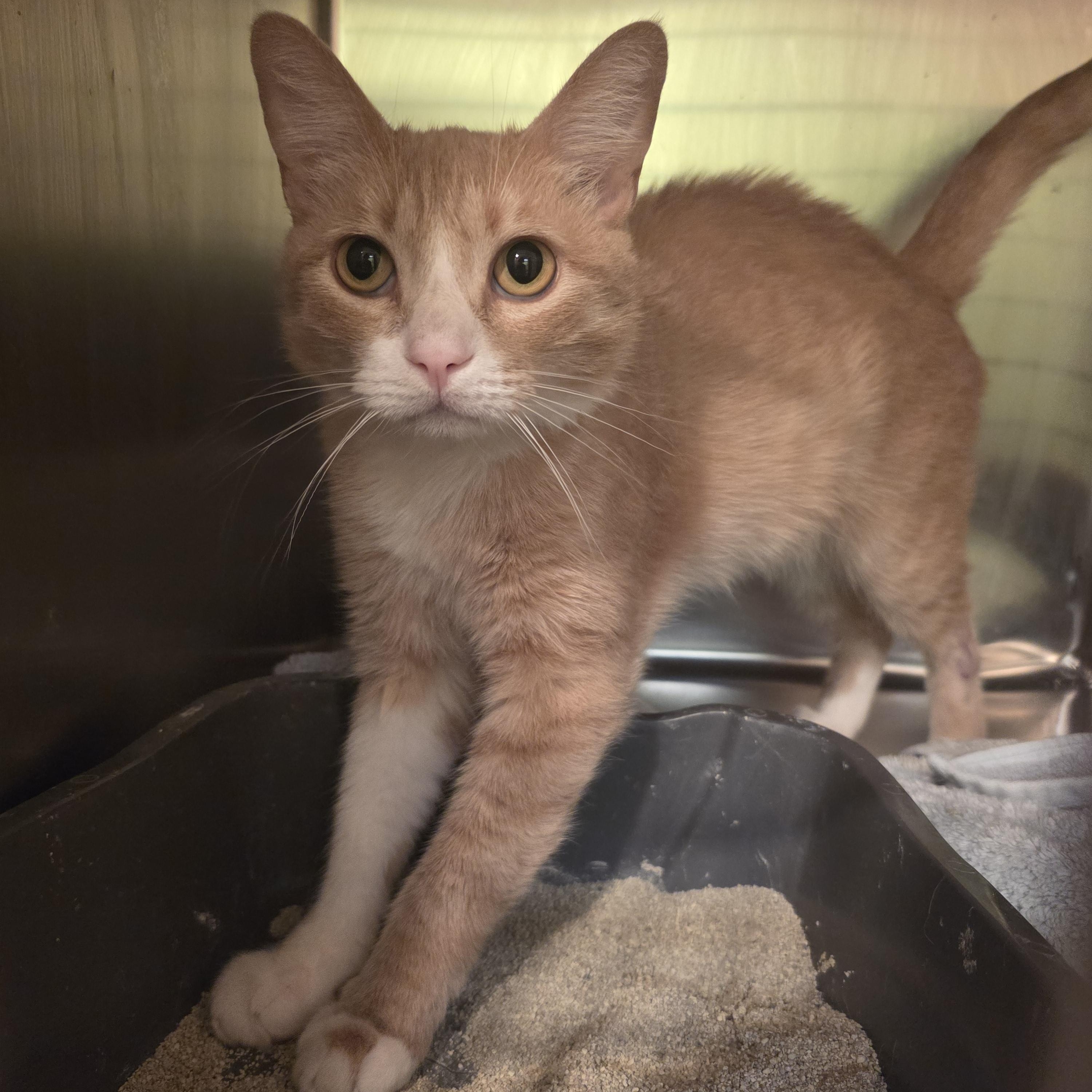 Enlarge Doug, a Adopted mixed breed in Mission Viejo, CA image 1/1