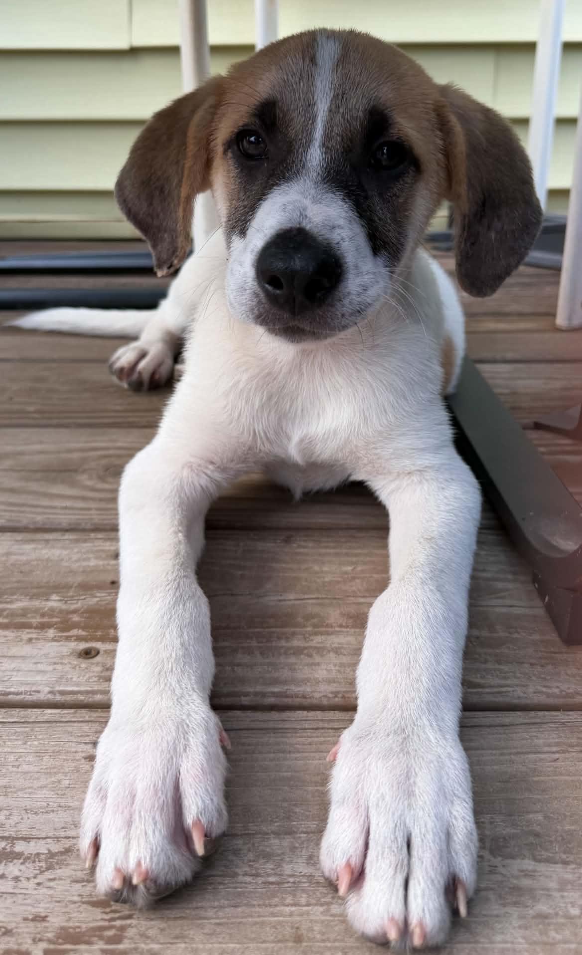 Phil, adopted, Puppy Male Great Pyrenees.