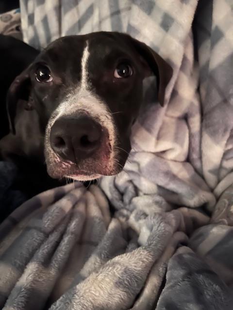 Faith (Nelson Litter) — thumbnail 4