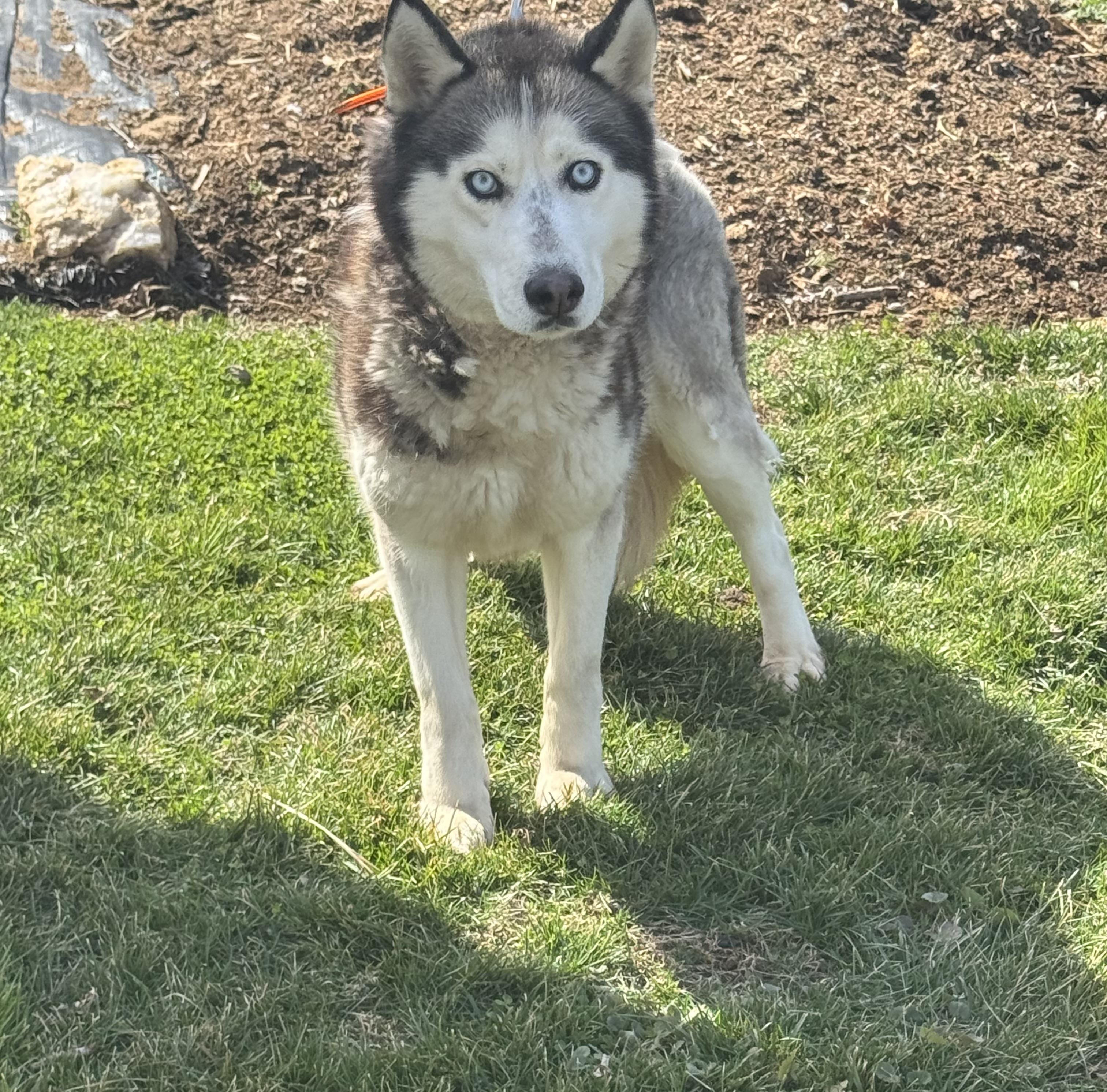 Enlarge Lily , a ADOPTABLE Siberian Husky in Lehigh Valley, PA image 3/3