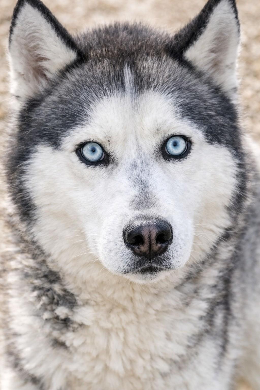 Lily , ADOPTABLE, Adult Female Siberian Husky.