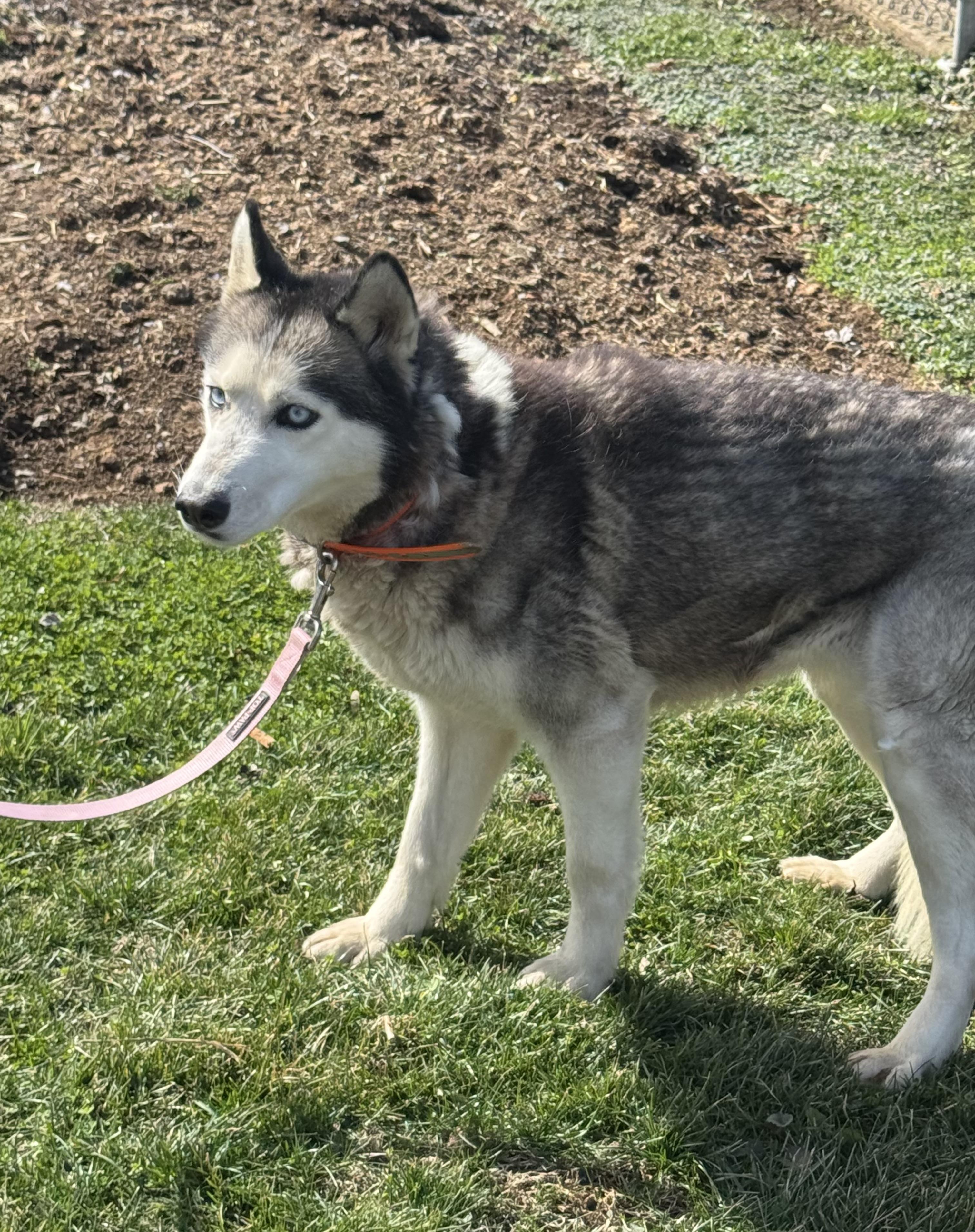Lily , ADOPTABLE, Adult Female Siberian Husky.