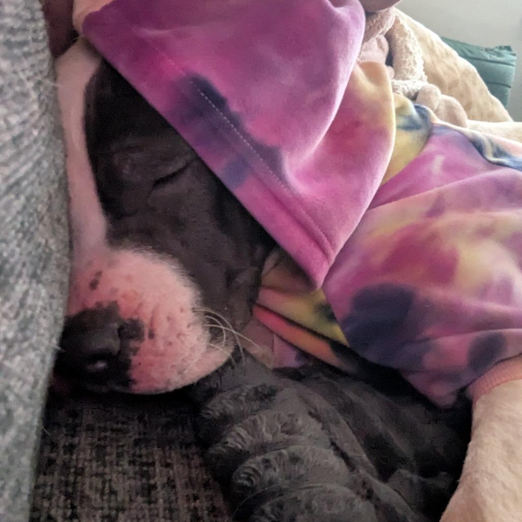 Stokely, Adoptable, Adult Male Pit Bull Terrier & Mixed Breed.