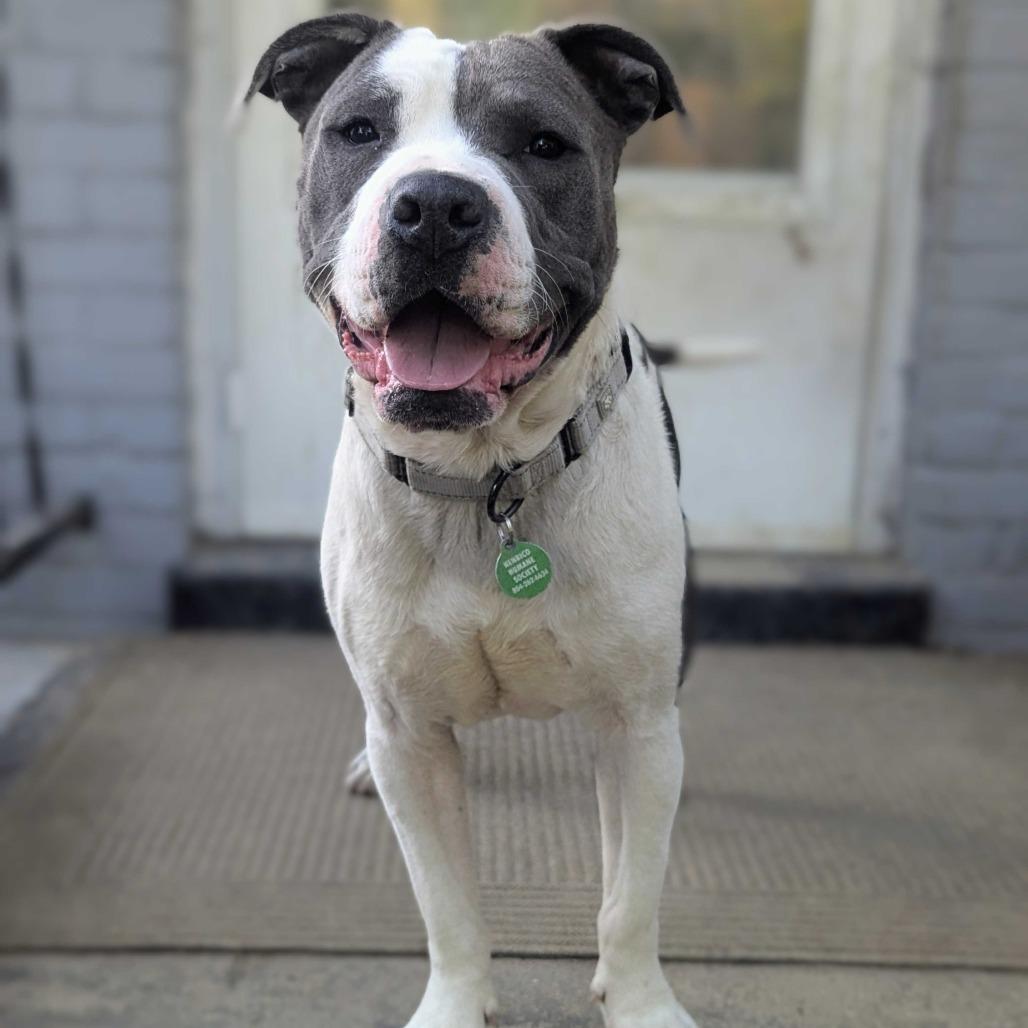 Stokely, Adoptable, Adult Male Pit Bull Terrier & Mixed Breed.