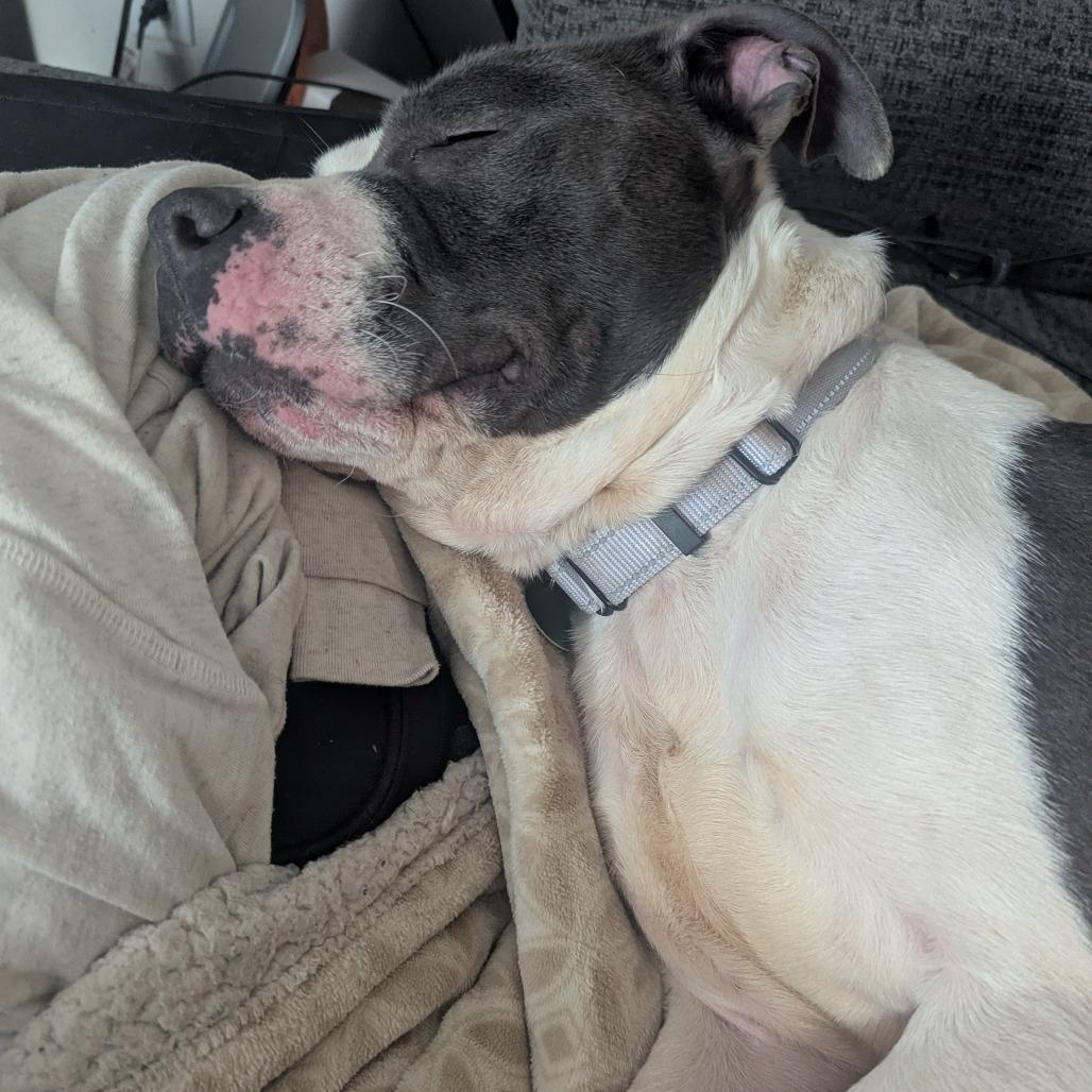 Enlarge Stokely, a Adoptable mixed breed in Richmond, VA image 2/6