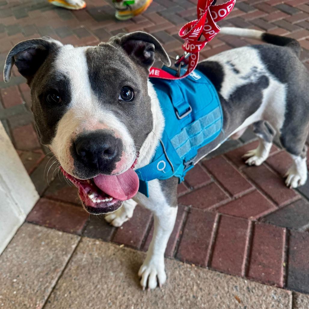 Stokely, a Adoptable mixed breed in Richmond, VA image 3/6
