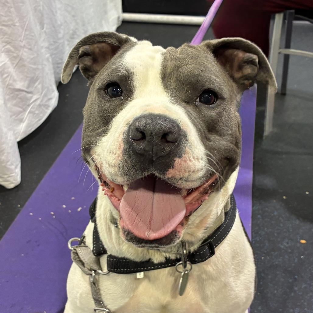 Stokely, a Adoptable mixed breed in Richmond, VA image 4/6
