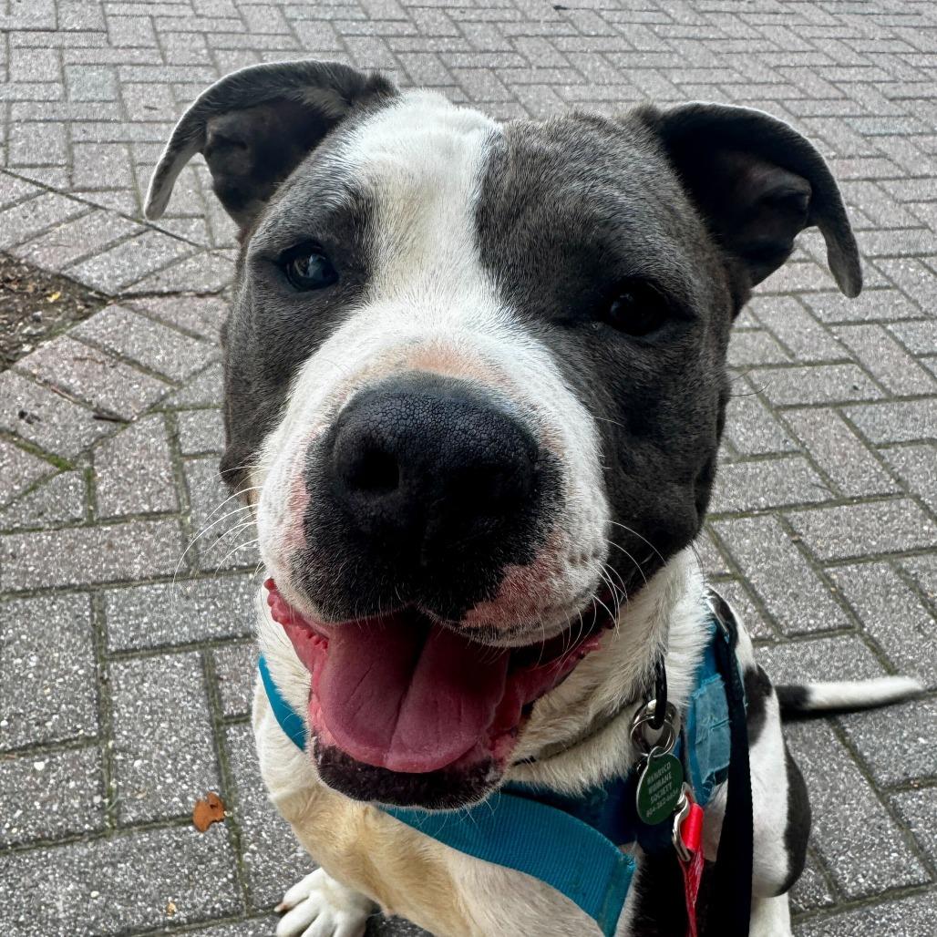 Stokely, a Adoptable mixed breed in Richmond, VA image 5/6