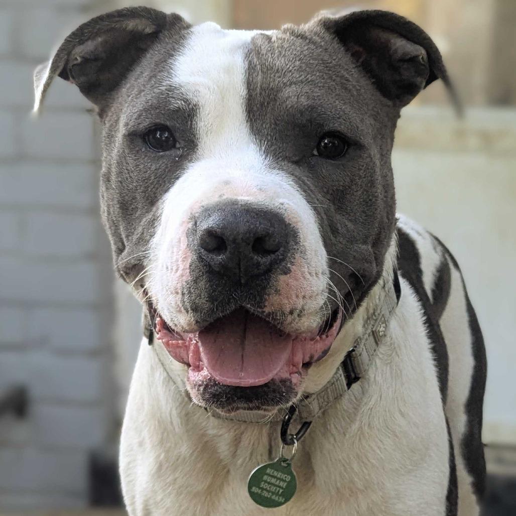 Enlarge Stokely, a Adoptable mixed breed in Richmond, VA image 4/6