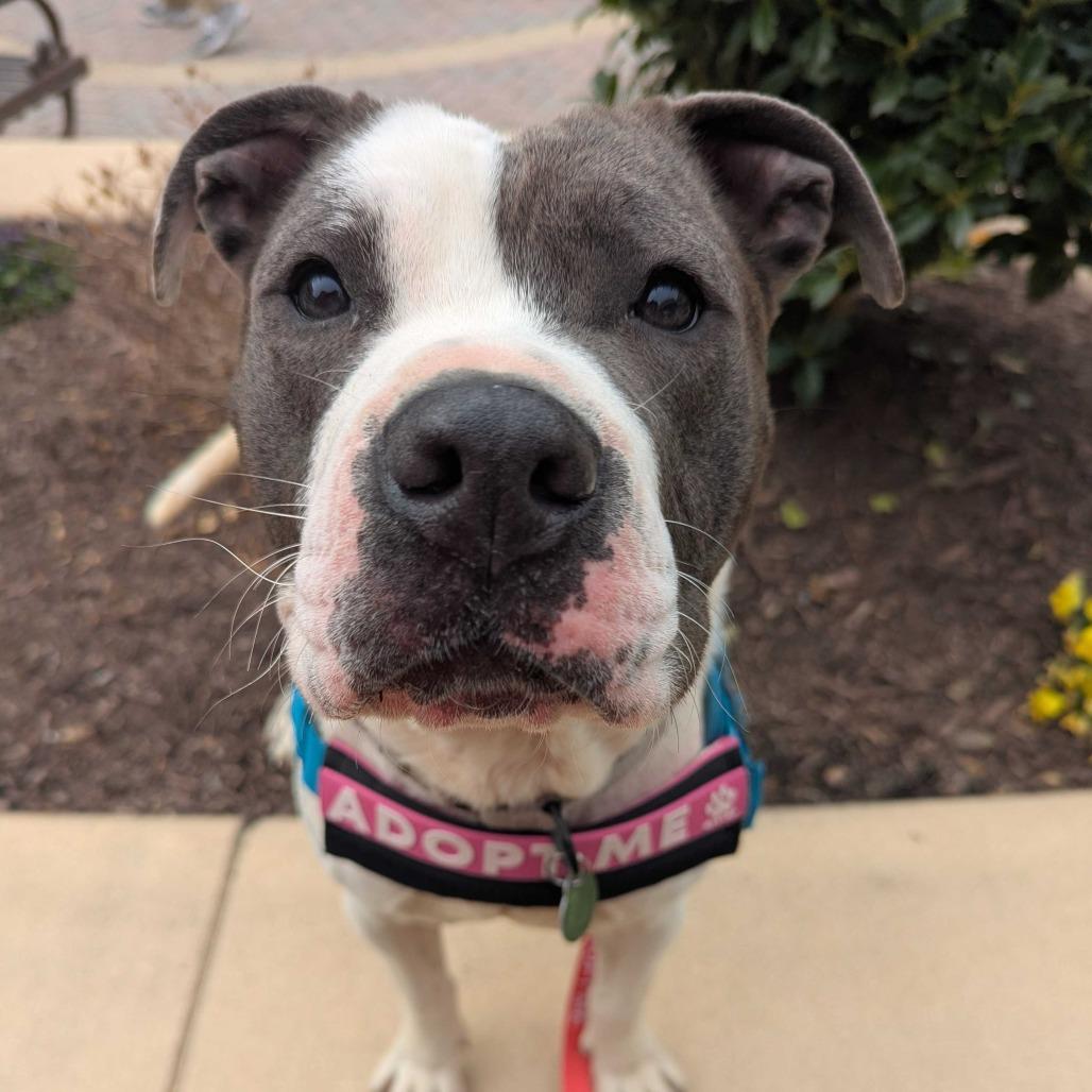 Enlarge Stokely, a Adoptable mixed breed in Richmond, VA image 5/6