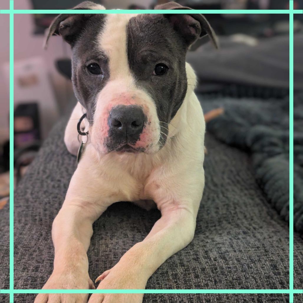 Enlarge Stokely, a Adoptable mixed breed in Richmond, VA image 5/6