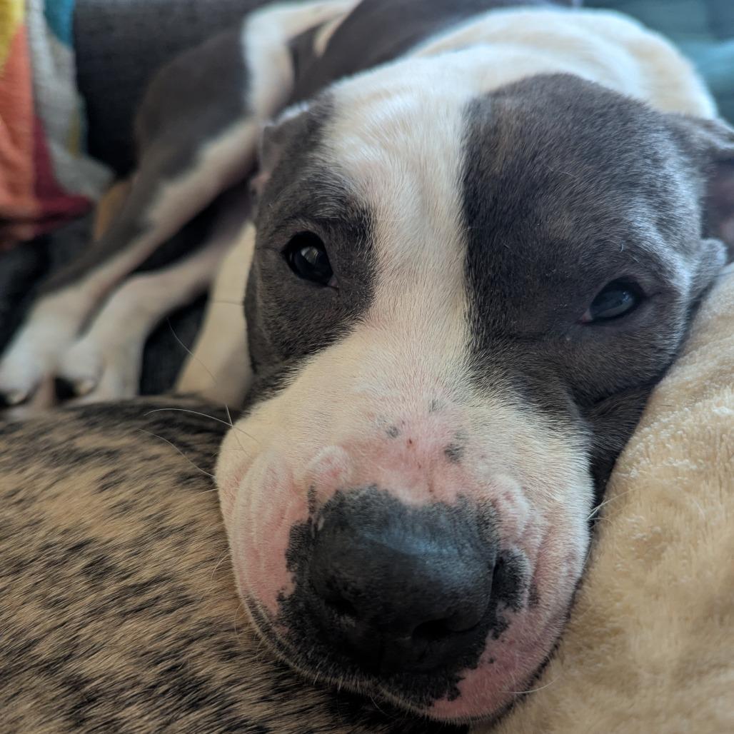 Enlarge Stokely, a Adoptable mixed breed in Richmond, VA image 6/6