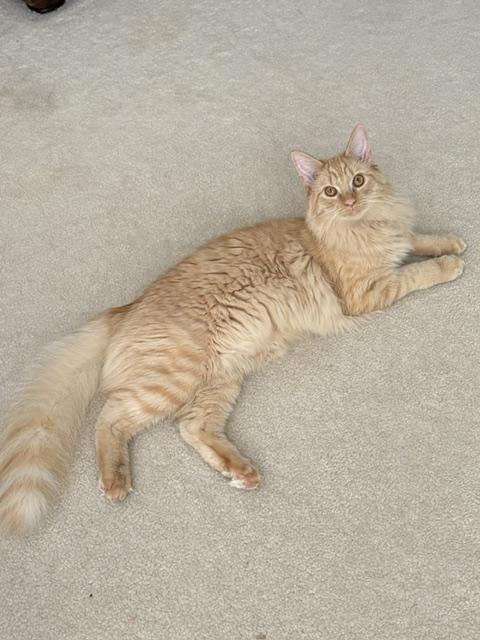 Enlarge CP - NC Ollie, a Adopted mixed breed in Winston Salem, NC image 5/5