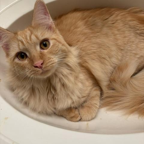 Enlarge CP - NC Ollie, a Adopted mixed breed in Winston Salem, NC image 3/5