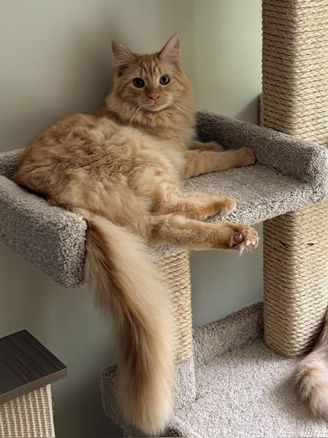 Enlarge CP - NC Ollie, a Adopted mixed breed in Winston Salem, NC image 2/5