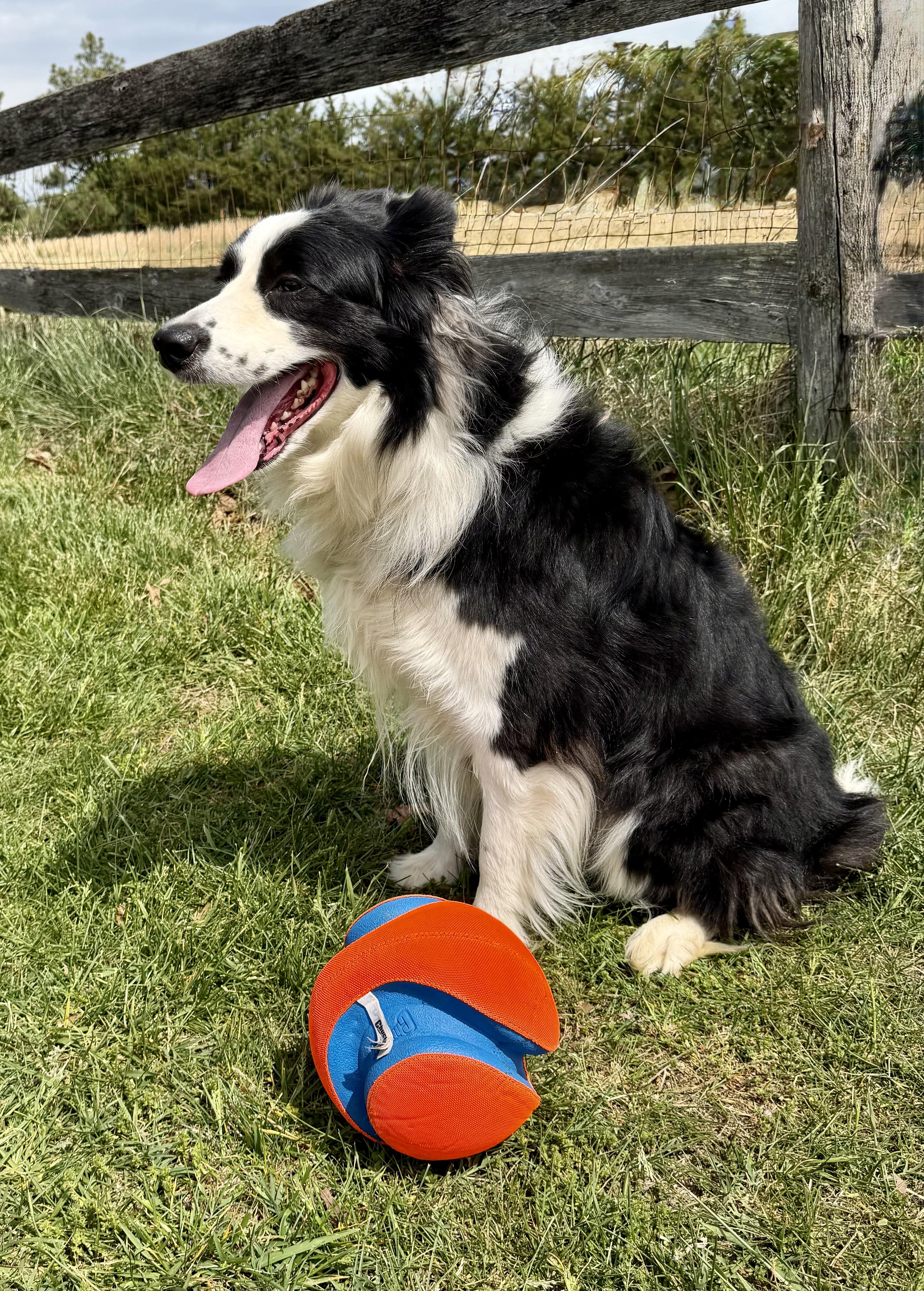 Enlarge Freckles, a ADOPTABLE Border Collie in Farmville, VA image 5/6