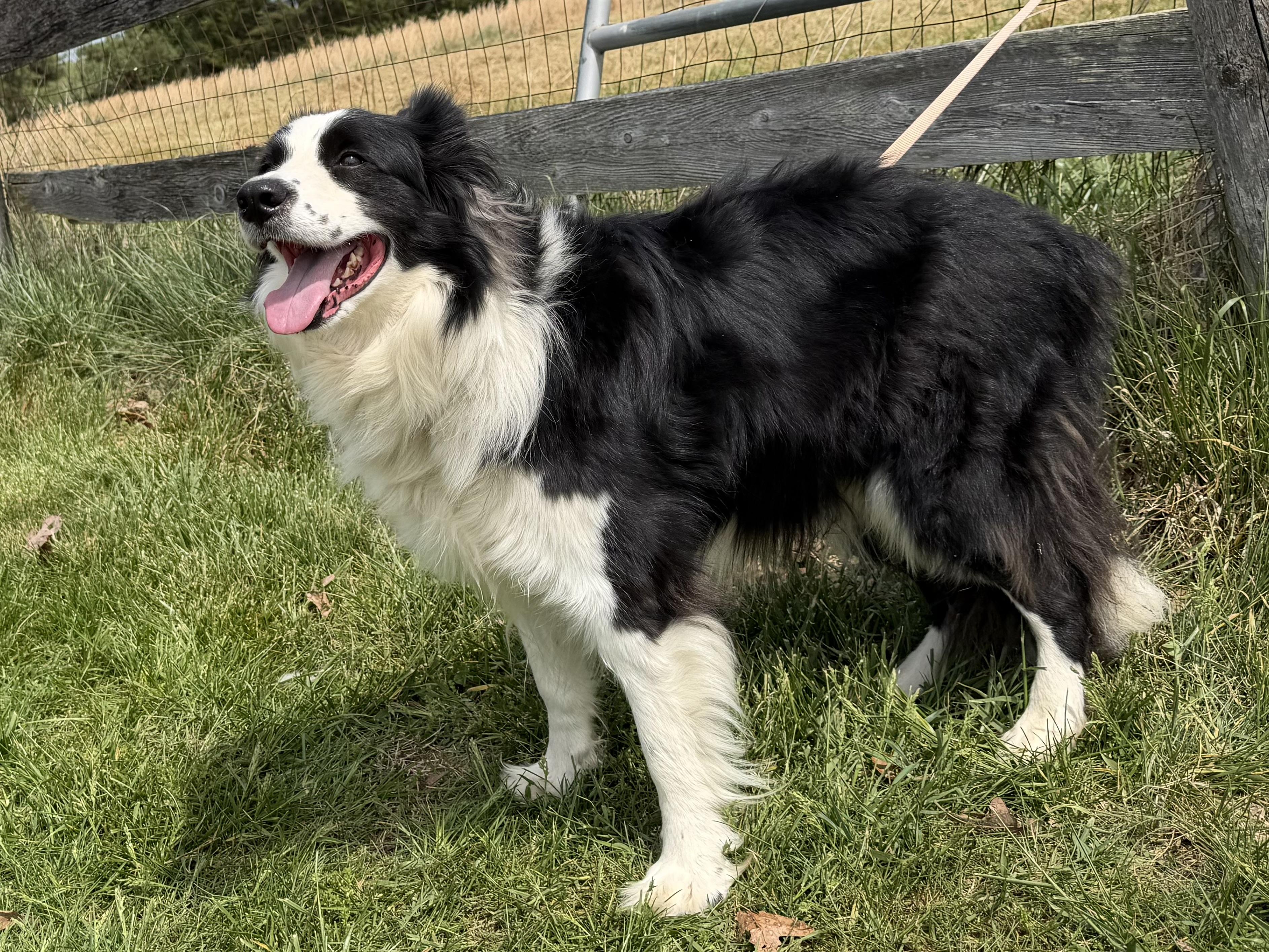 Enlarge Freckles, a ADOPTABLE Border Collie in Farmville, VA image 4/6
