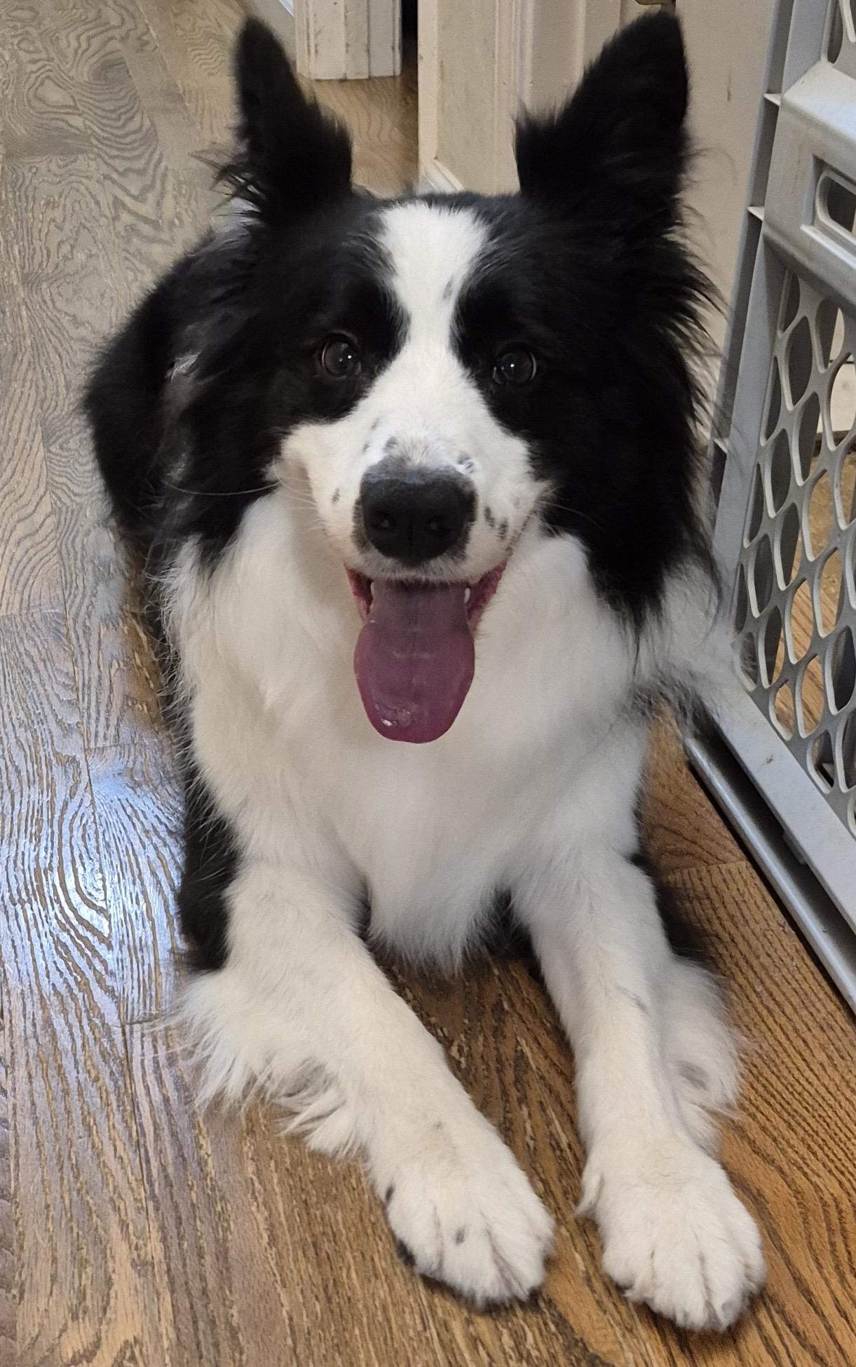 Freckles, ADOPTABLE, Adult Male Border Collie.