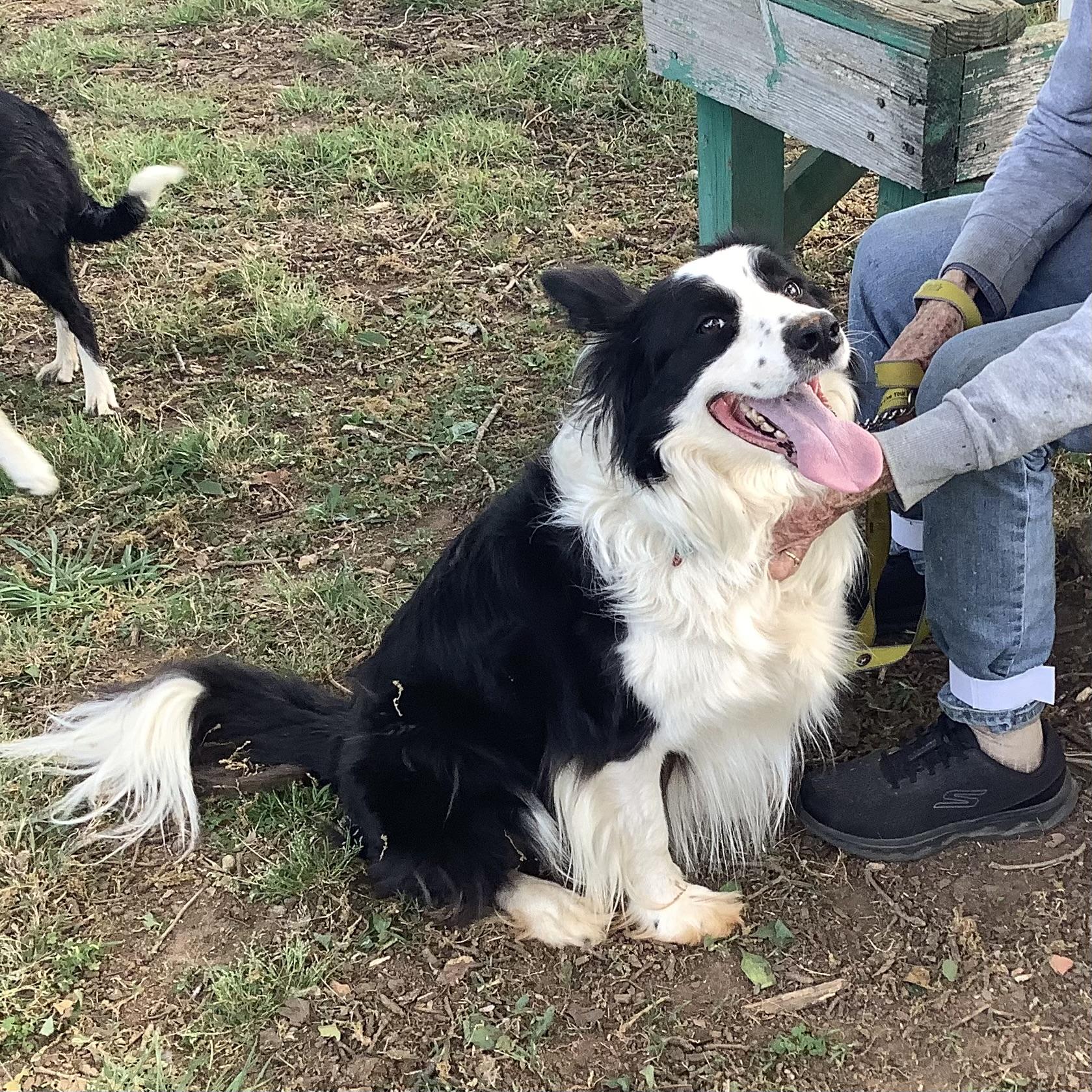 Enlarge Freckles, a ADOPTABLE Border Collie in Farmville, VA image 3/6