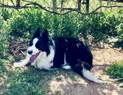 Enlarge Freckles, a ADOPTABLE Border Collie in Farmville, VA image 6/6