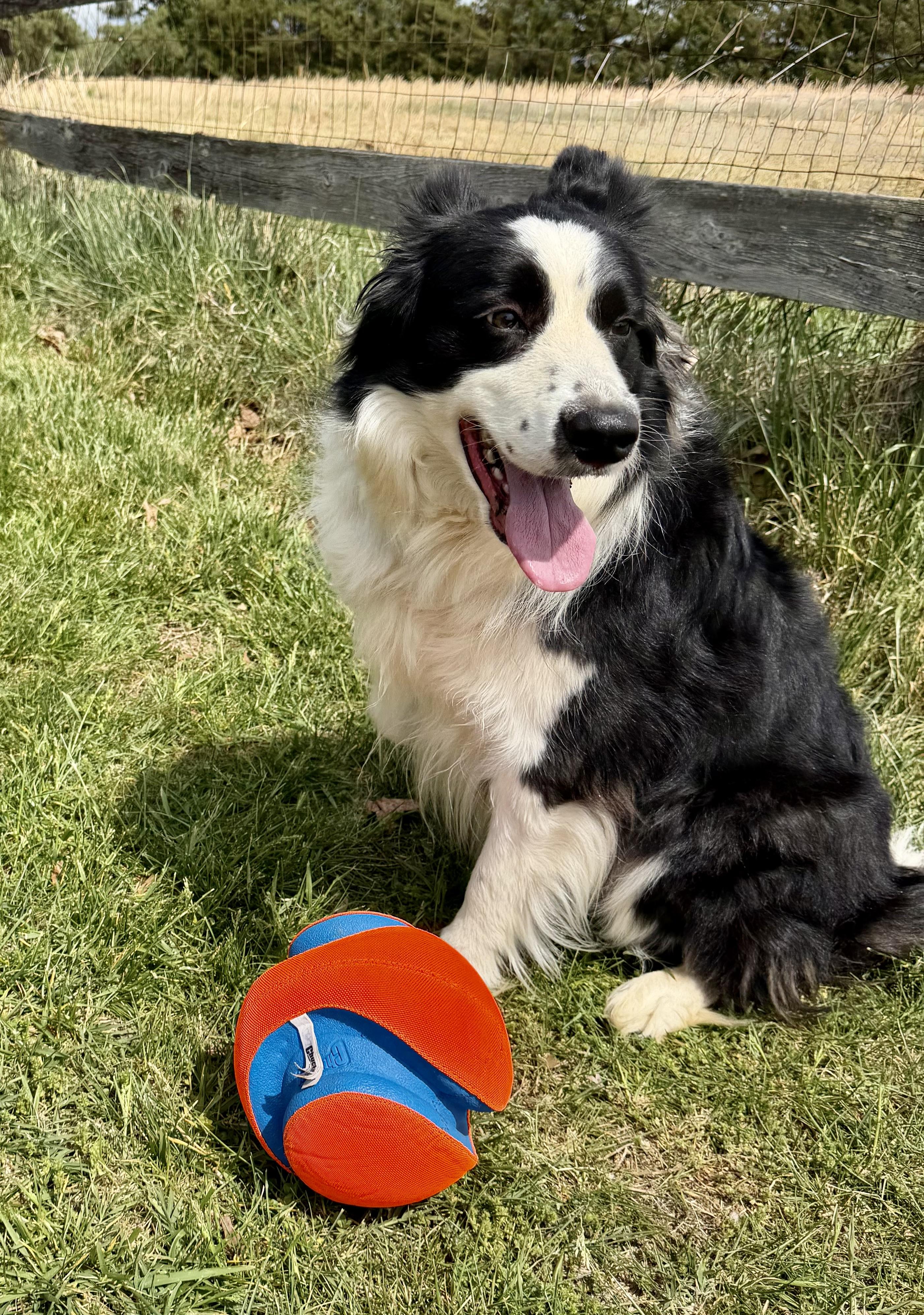 Enlarge Freckles, a ADOPTABLE Border Collie in Farmville, VA image 2/6