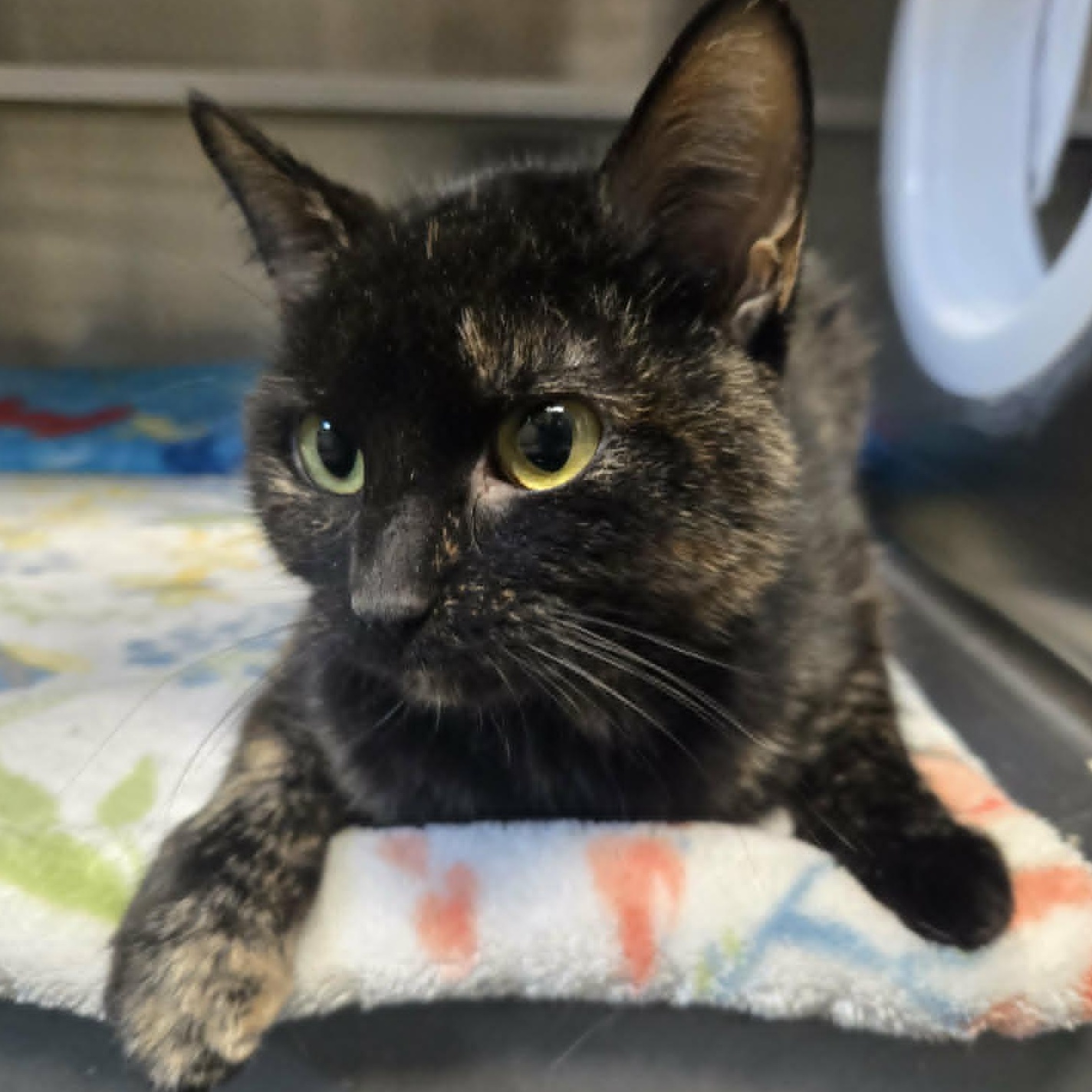 Farrah (Petco), an adopted Domestic Short Hair in Watertown, WI image 3/3