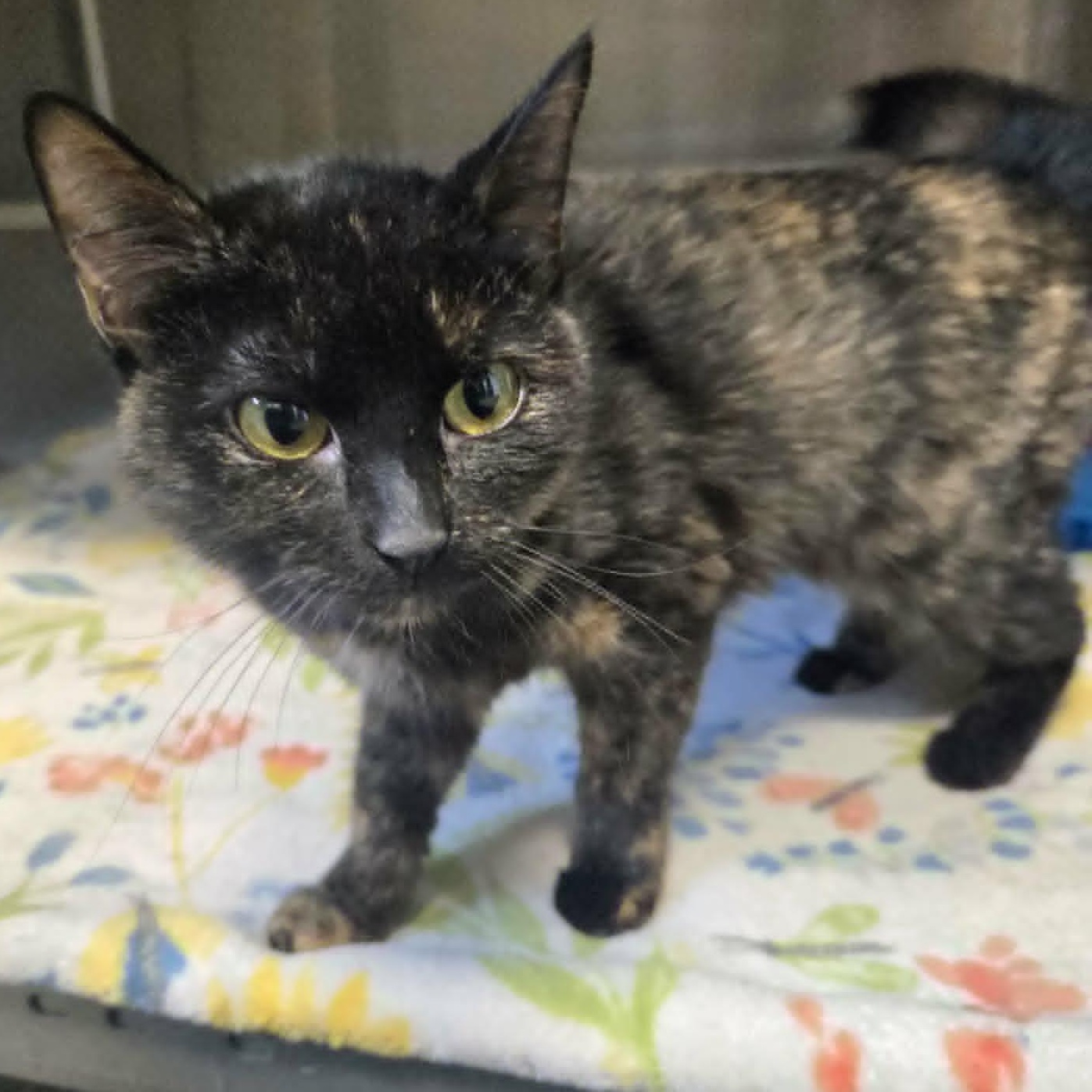 Farrah (Petco), an adopted Domestic Short Hair in Watertown, WI image 2/3