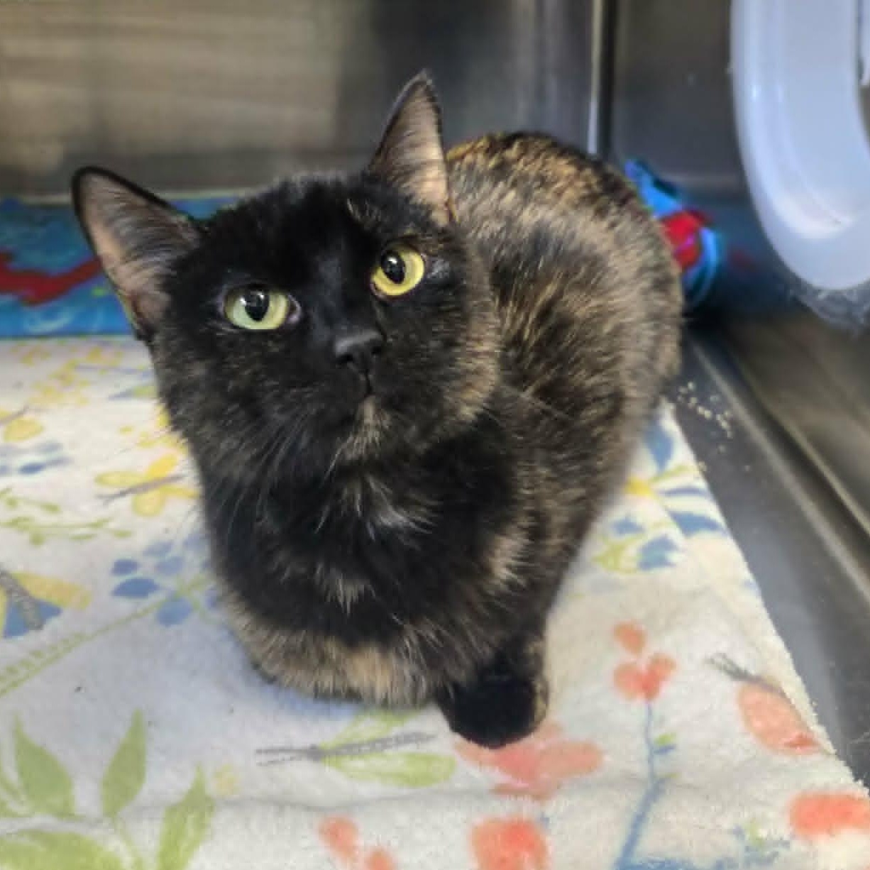 Farrah (Petco), an adopted Domestic Short Hair in Watertown, WI image 1/3