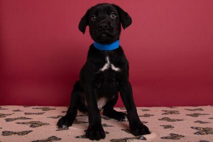 Dustin, Adoptable, Puppy Male Retriever & Mixed Breed.