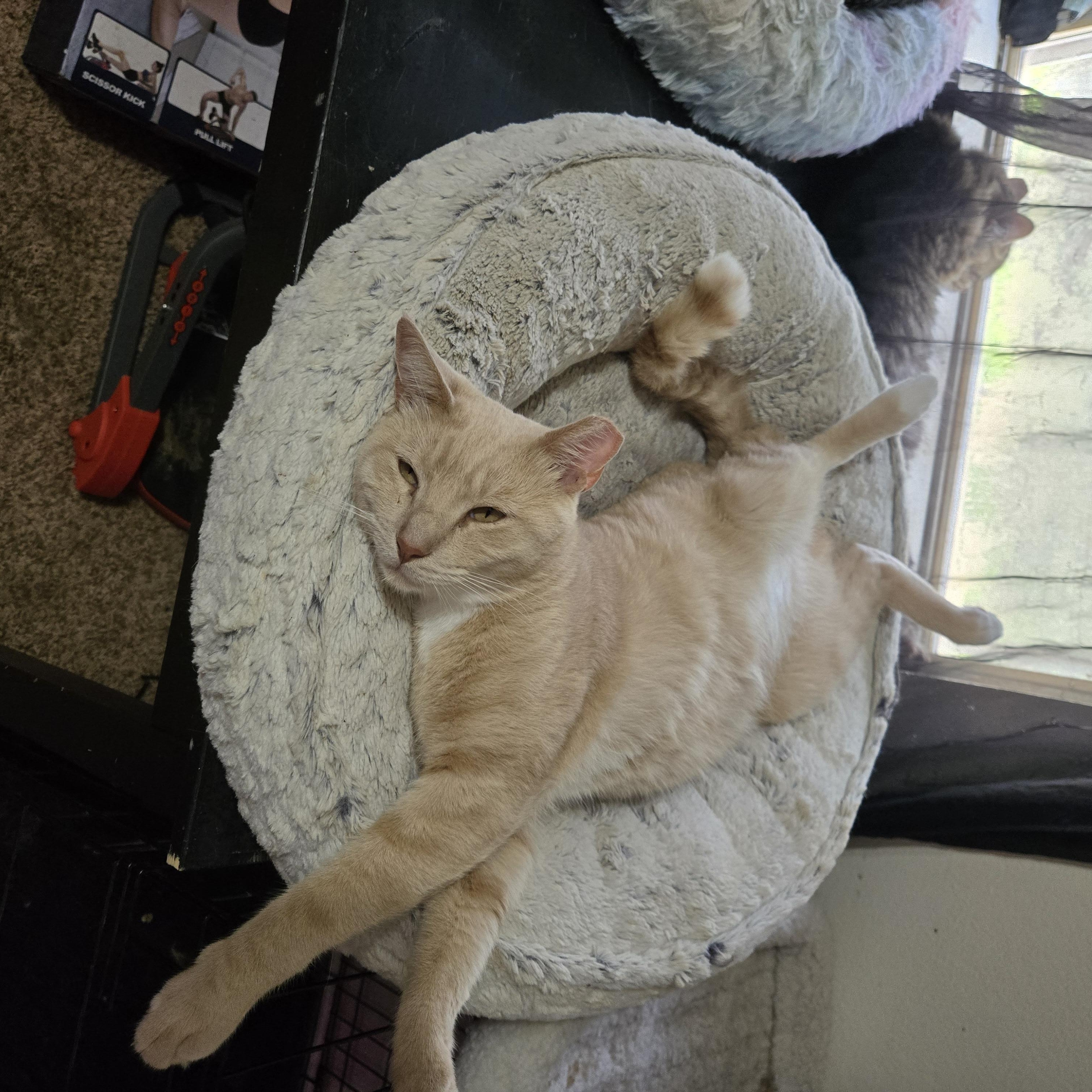 Dreamy, an adoptable American Shorthair in Lubbock, TX, 79490 | Photo Image 1