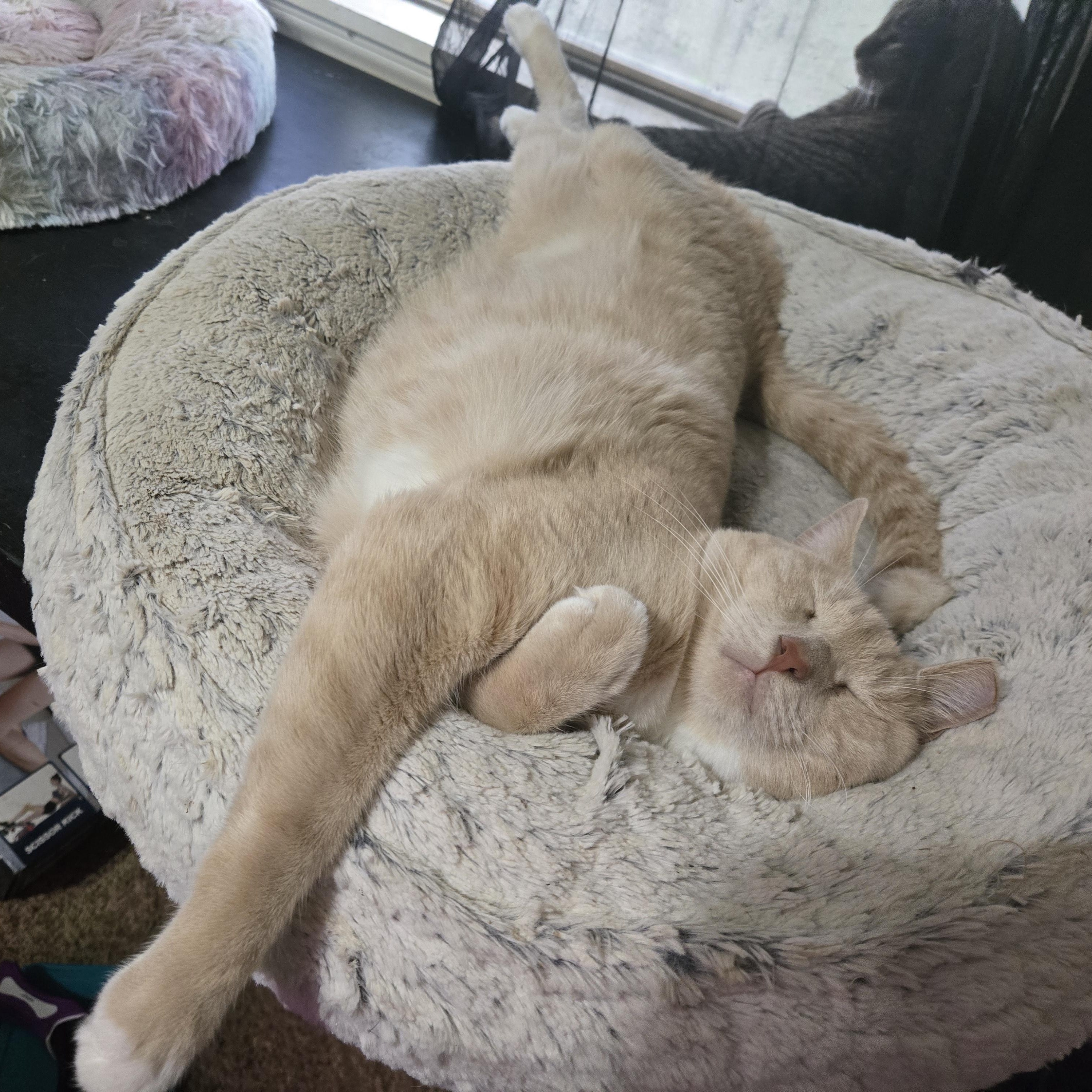 Dreamy, an adoptable American Shorthair in Lubbock, TX, 79490 | Photo Image 3